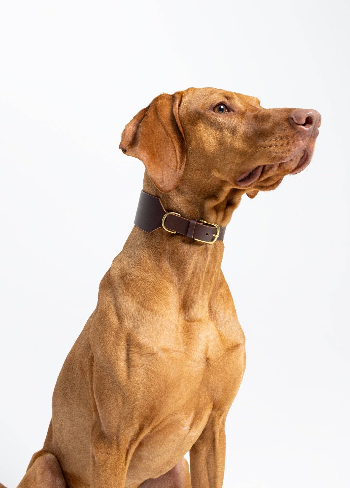 Atlas Wide Dog Collar in Noir by The Dogs Company, showing a stylish black collar on a Vizsla dog.