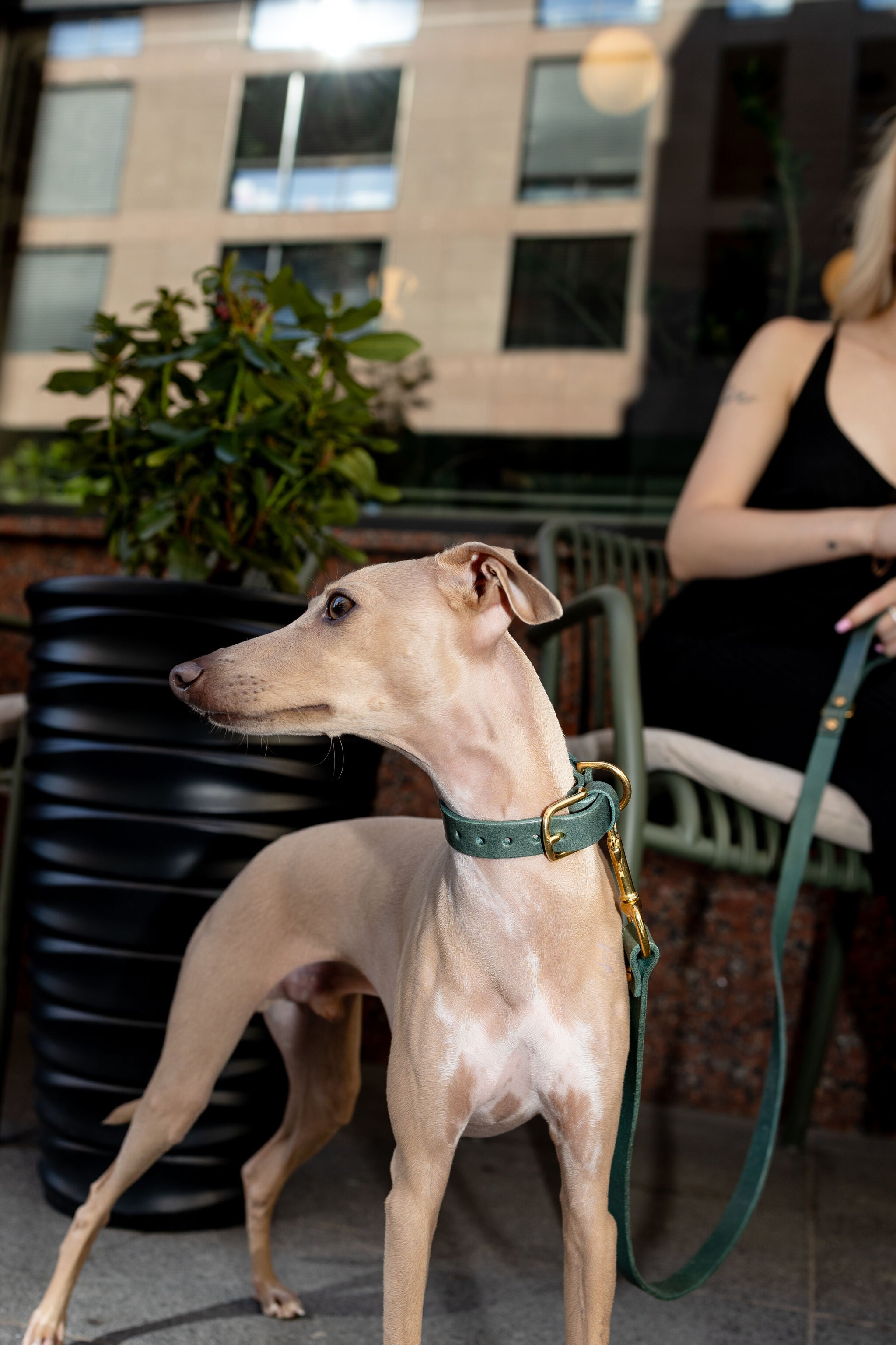 Grace Classic Leather Collar in Forest Green