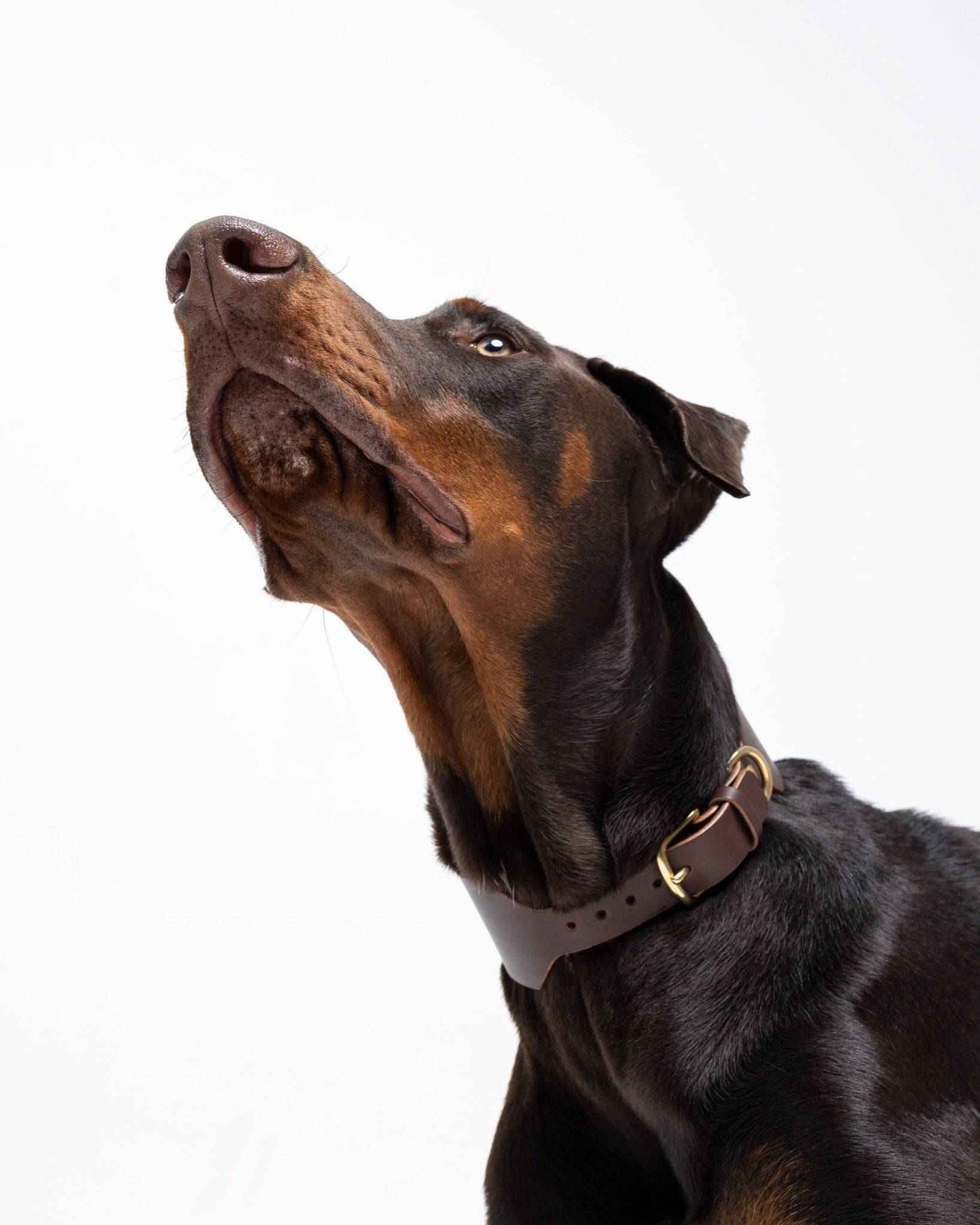 Atlas Wide Dog Collar in Burgundy Red from The Dogs Company, displayed on a sitting Doberman dog.