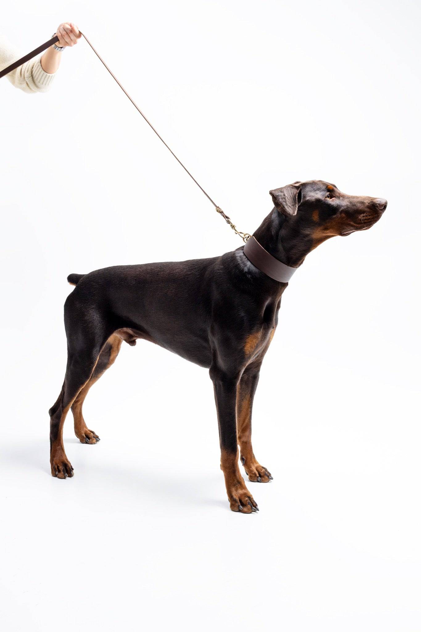 Atlas Wide Dog Collar in Noir from The Dogs Company on a Doberman, showing a sleek black collar with a sturdy design.