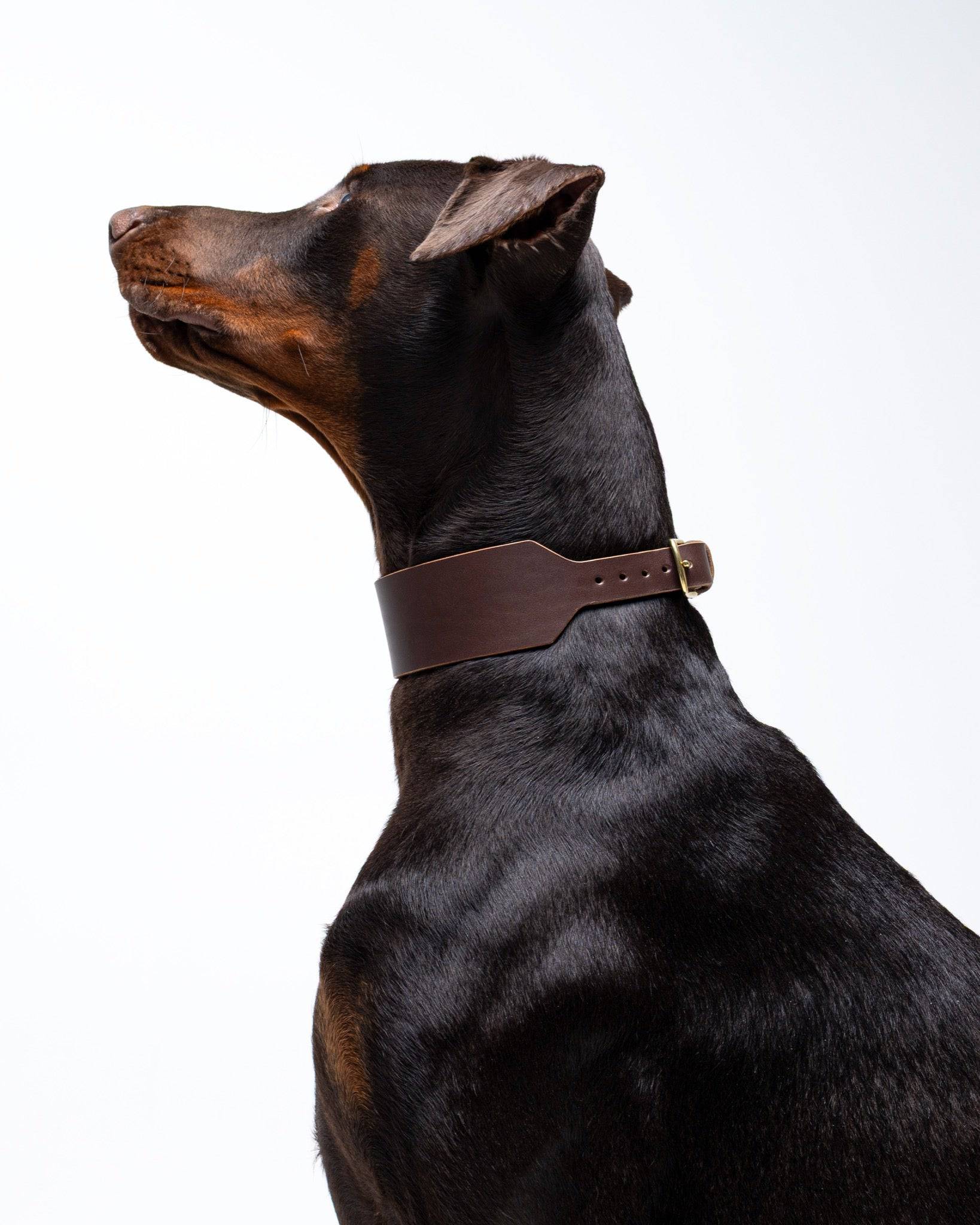 Atlas Wide Dog Collar in Noir by The Dogs Company, shown on a Doberman, featuring a sleek black leather design from the side.
