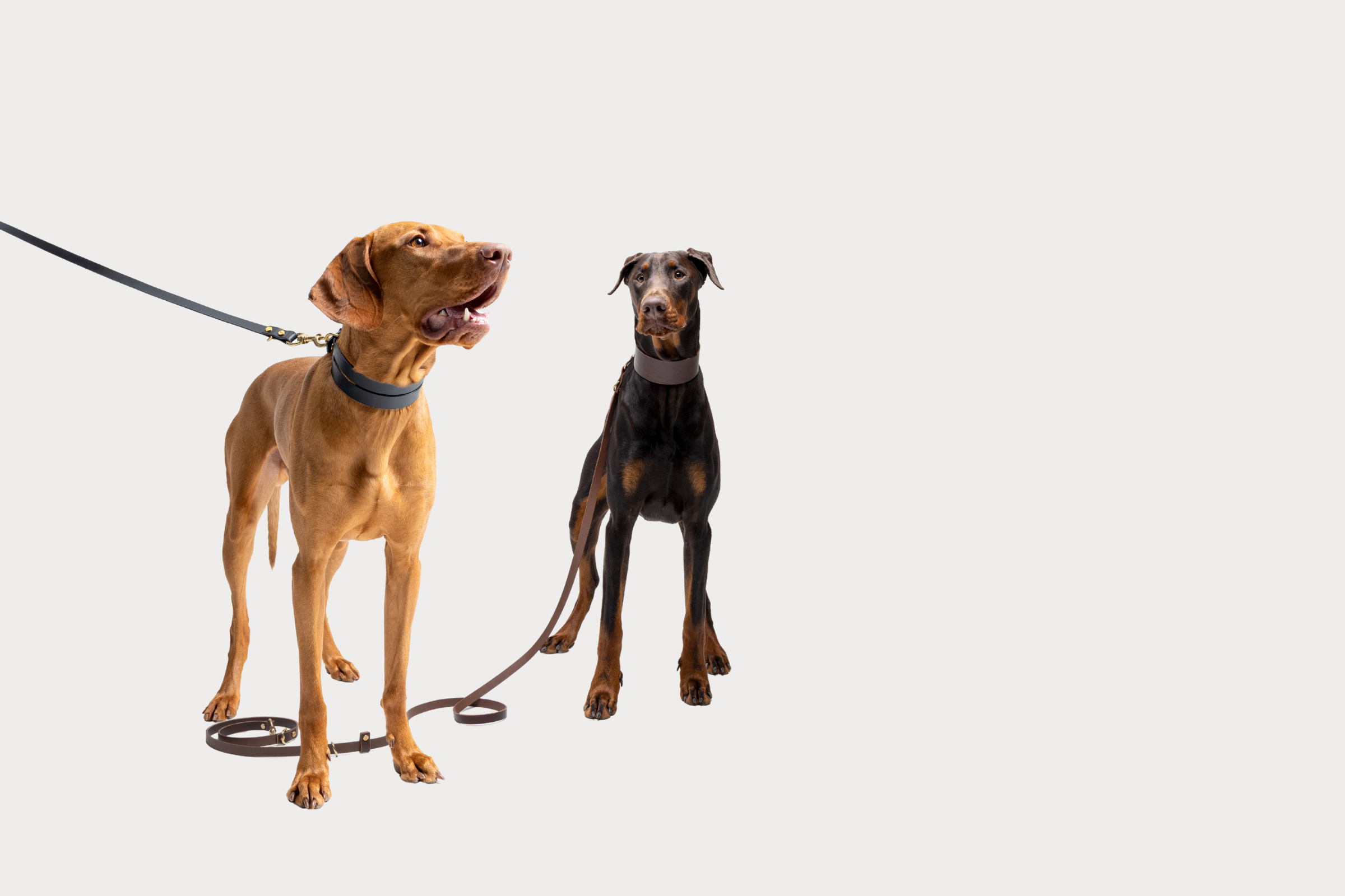 Two dogs wearing - Atlas and Hero Dogs Collar on leashes standing side by side against a plain background