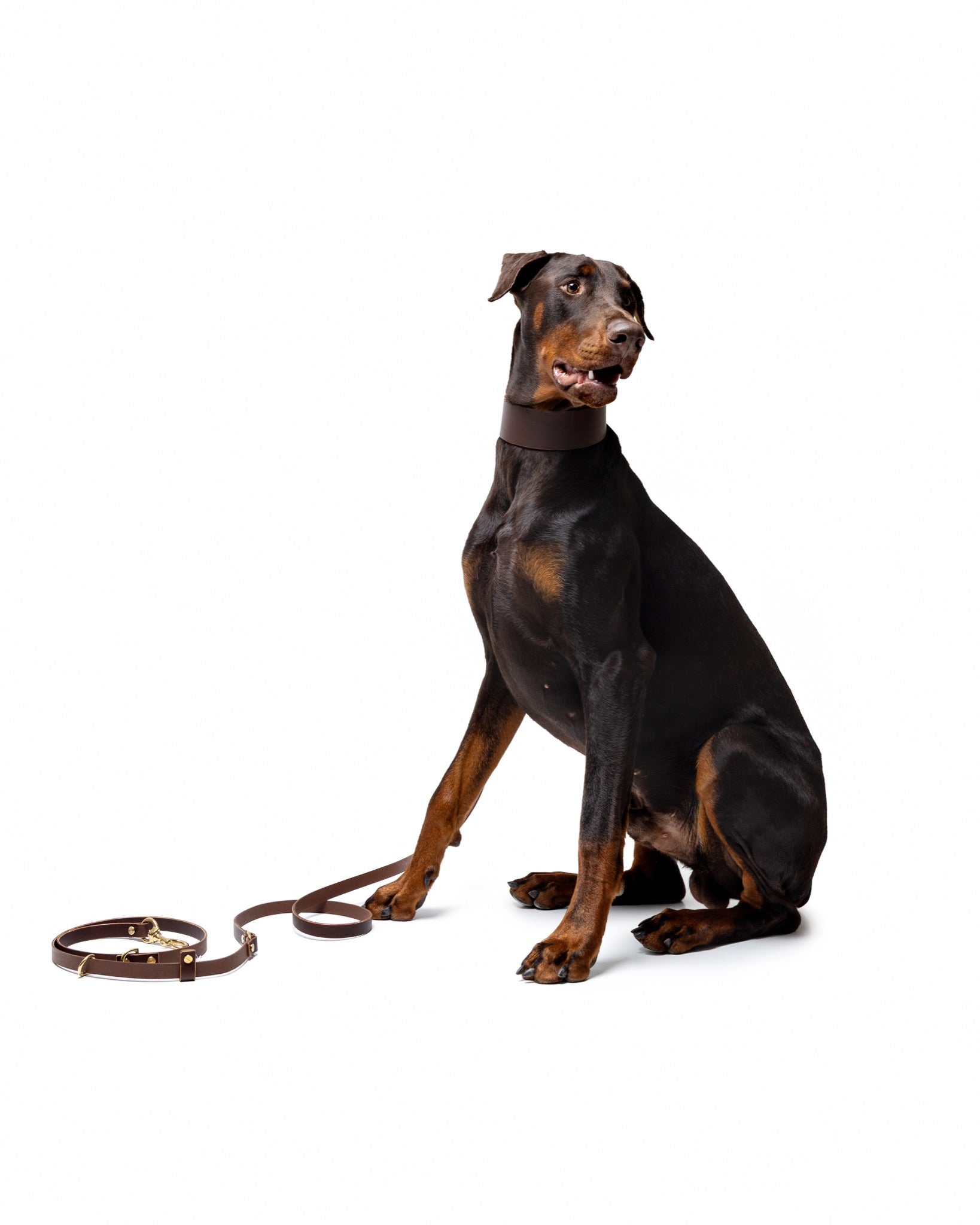 Leather hands-free leash for dogs in midnight navy, designed by The Dogs Company, shown attached to a Doberman.