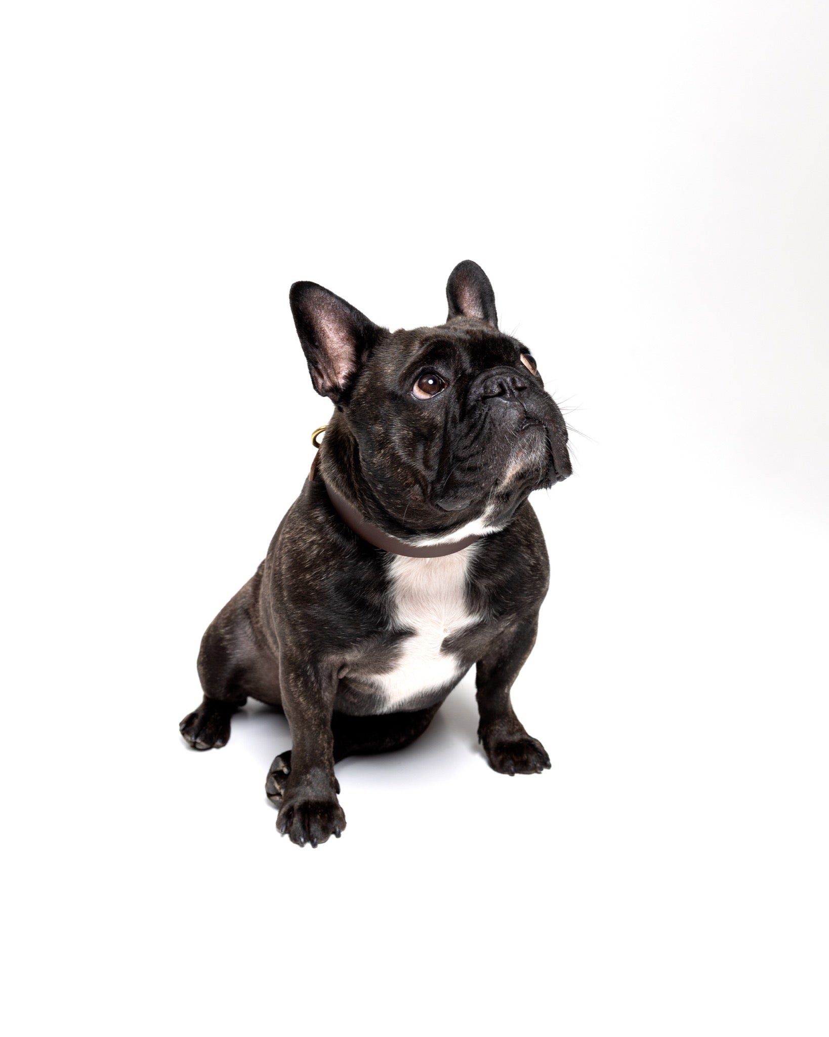 Grace Classic leather dog collar in forest green with brown accents, suitable for French Bulldogs by The Dogs Company.