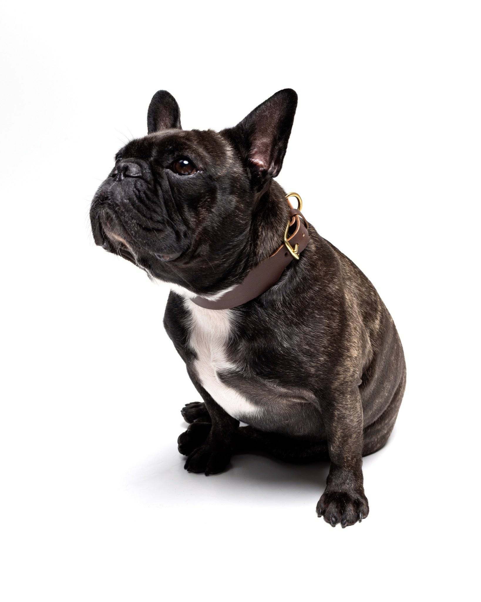 Grace Classic Leather Collar in Noir Black for dogs, stylish black leather collar from The Dogs Company, perfect for French Bulldogs.