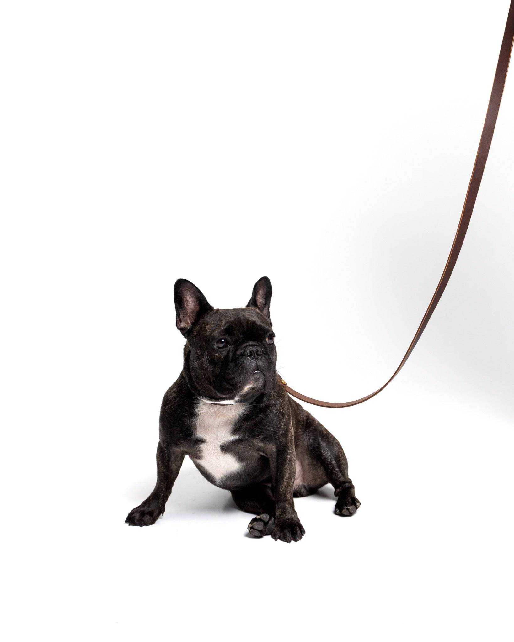 Grace leather collar and Aura handsfree leash bundle in noir, featuring a stylish leather collar and matching leash for Frenchie walks