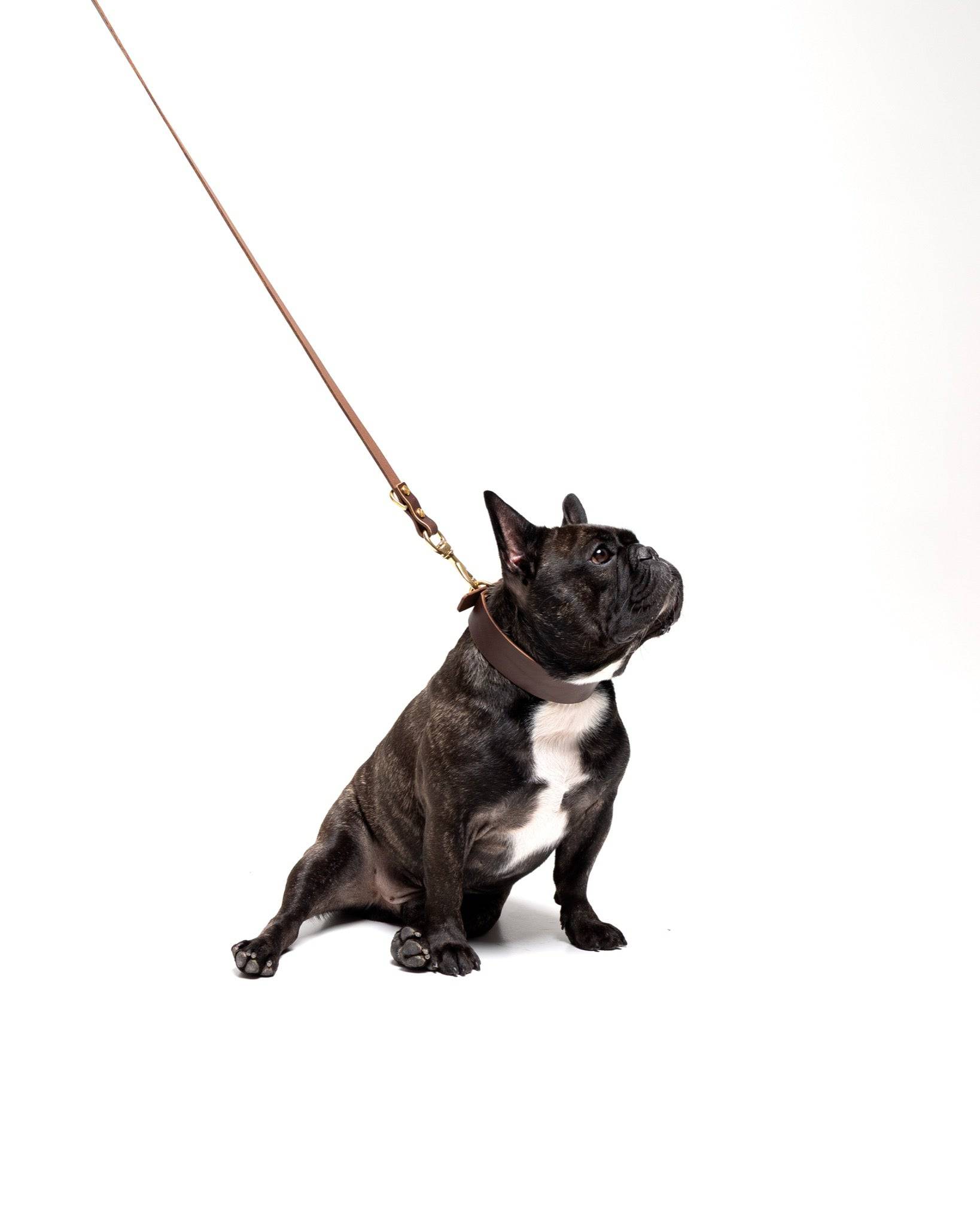 Grace leather collar and Aura handsfree leash bundle in burgundy red for French Bulldogs, by The Dogs Company.