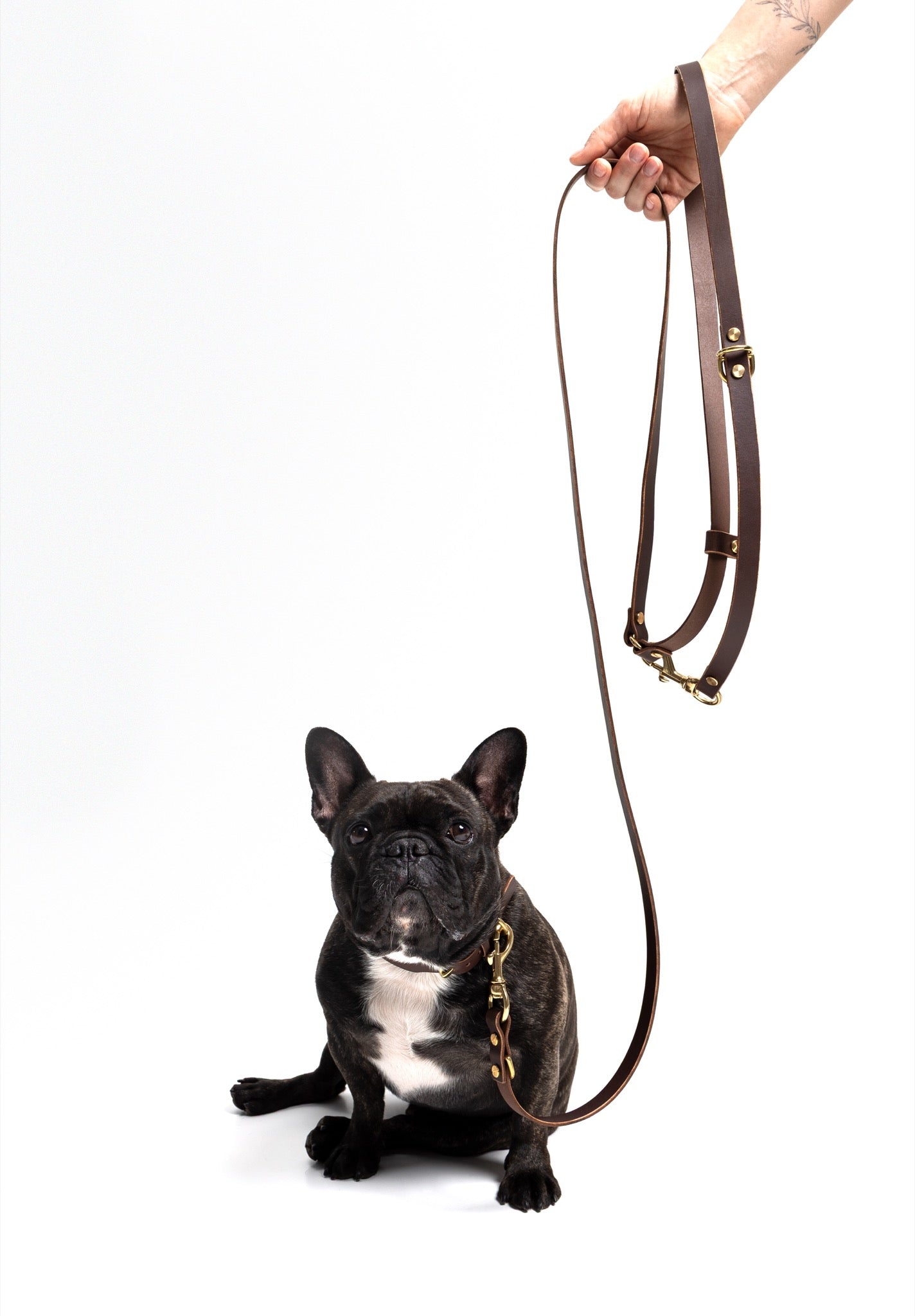 Grace Leather Collar and Aura Handsfree Leash bundle in Midnight Navy for French Bulldog, featuring durable leather and sleek design.