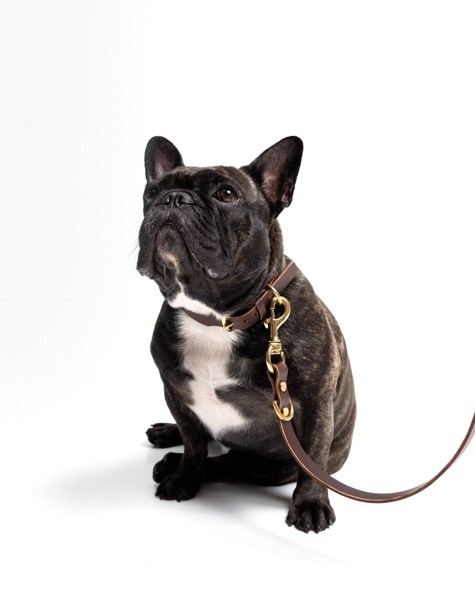 Grace Classic Leather Collar in Noir Black for dogs, featuring a sleek black leather design from The Dogs Company.