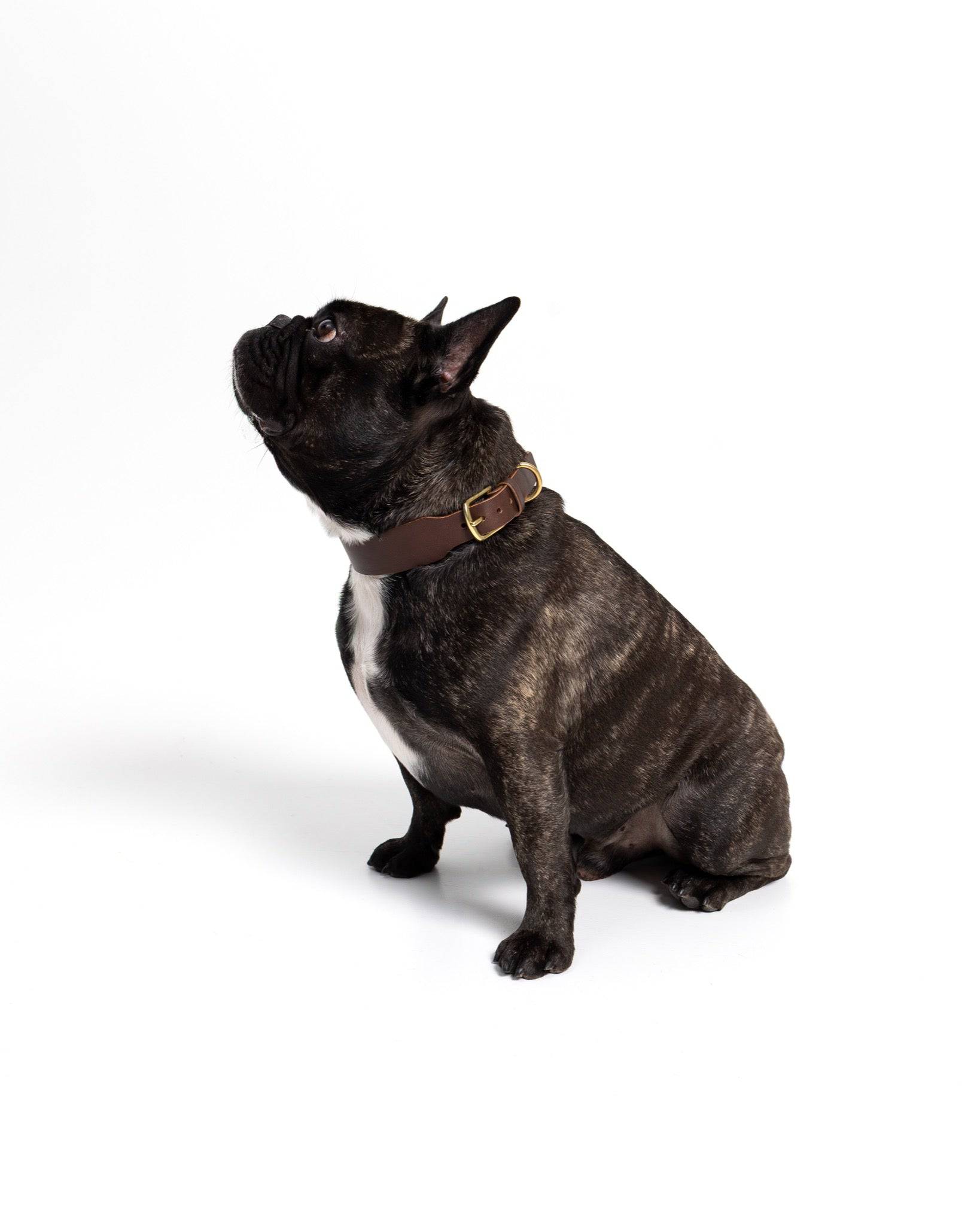 Grace Classic Leather Collar in Coffee Brown for dogs, featuring durable leather and stylish design by The Dogs Company.
