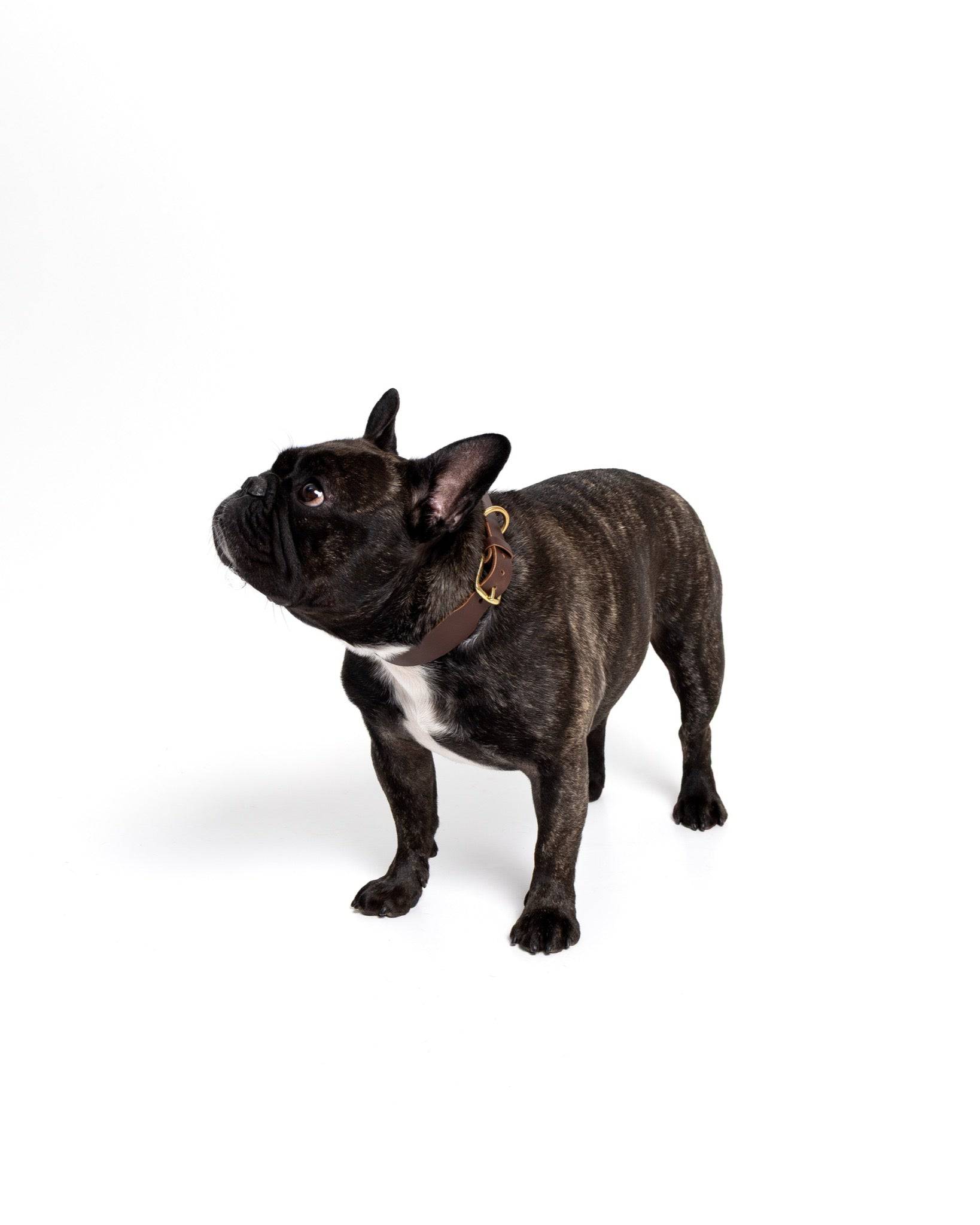 Grace Classic Leather Collar in forest green for French bulldogs, featuring durable leather and stylish design by The Dogs Company