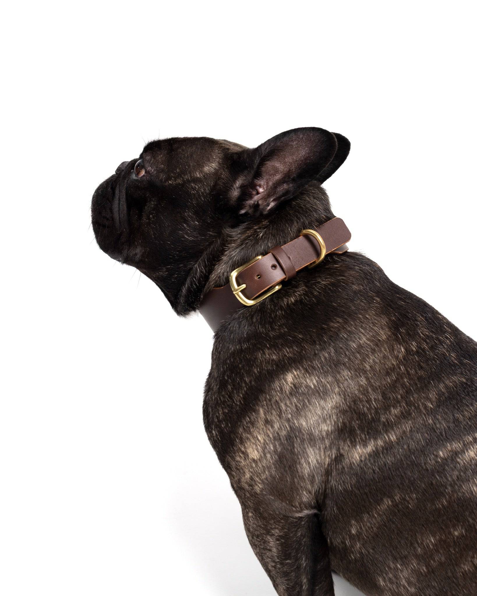 Grace Classic Leather Collar in Noir black from The Dogs Company, showing a stylish black leather collar on a French Bulldog.