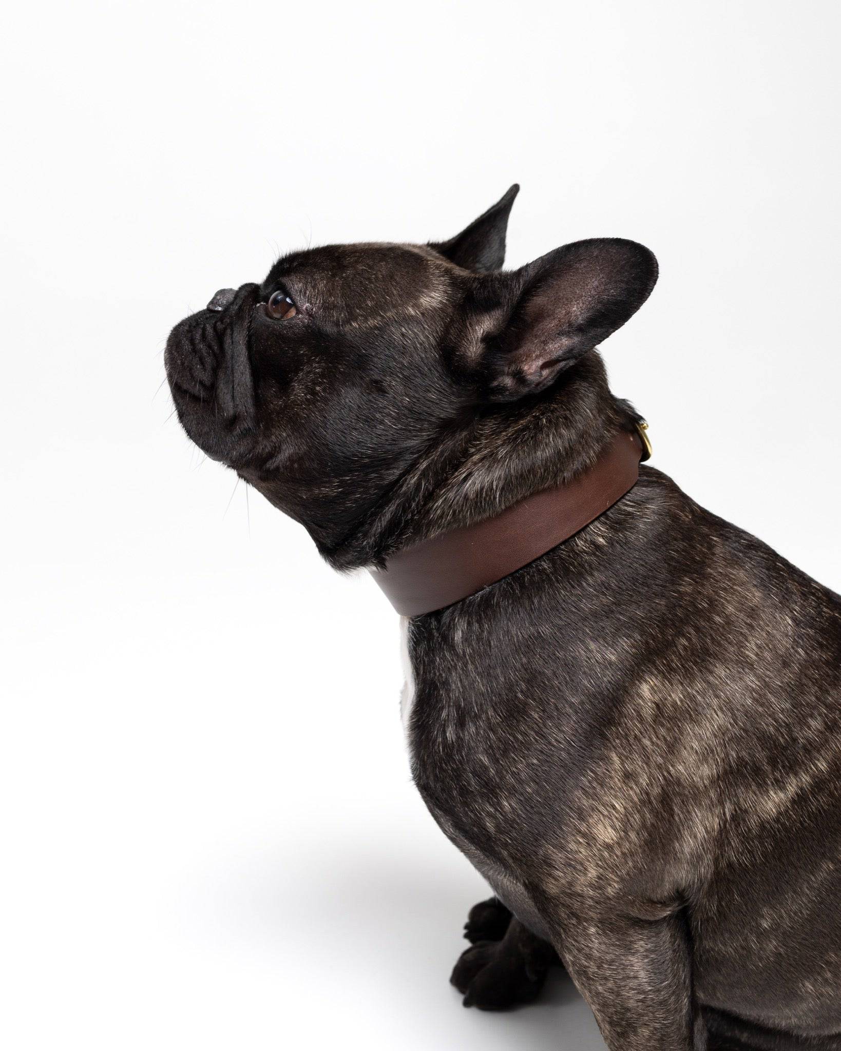 Grace Classic leather collar in burgundy red for dogs, featuring a stylish and durable design by The Dogs Company.