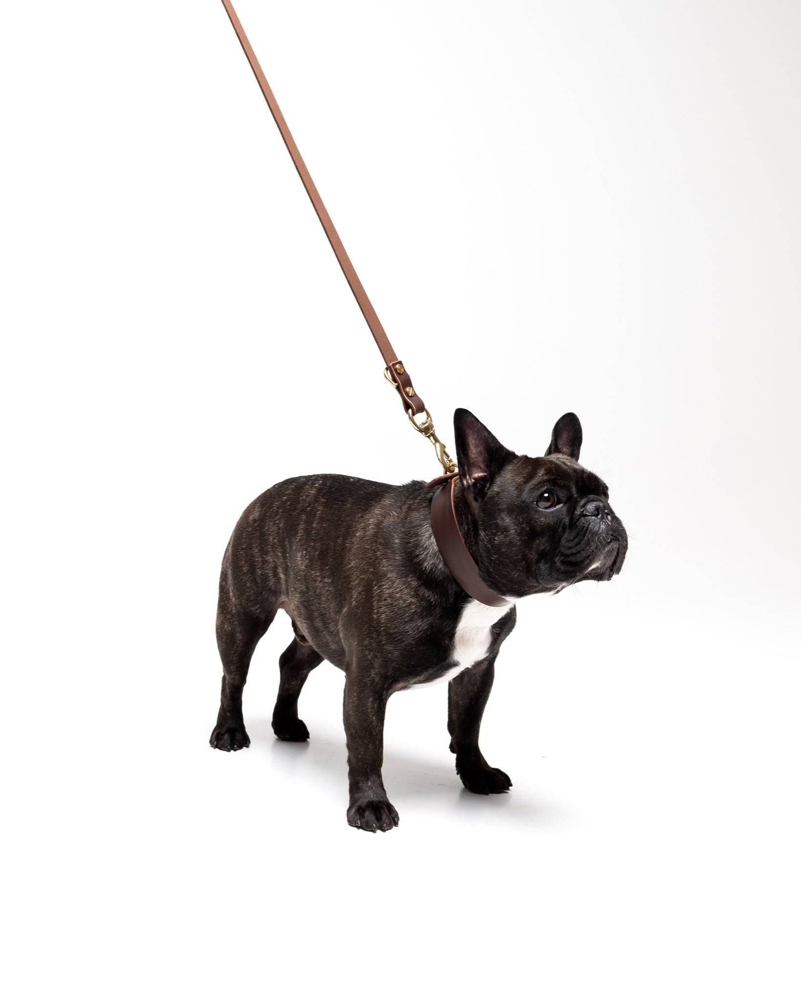 Aura hands-free leather leash in coffee brown from The Dogs Company, shown on a French Bulldog, with a sleek and durable design.