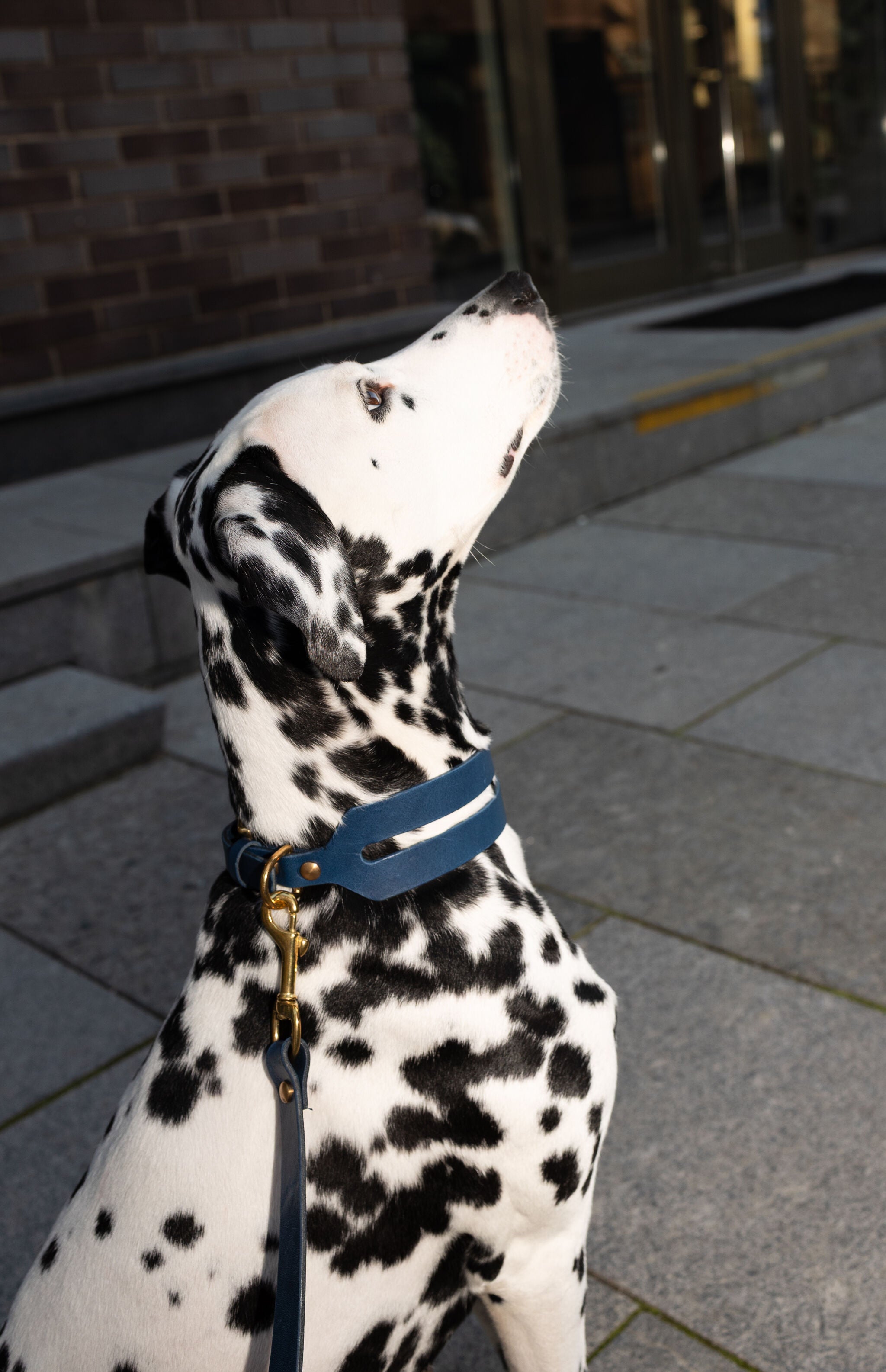 Halo Wide Dog Collar in Midnight Navy
