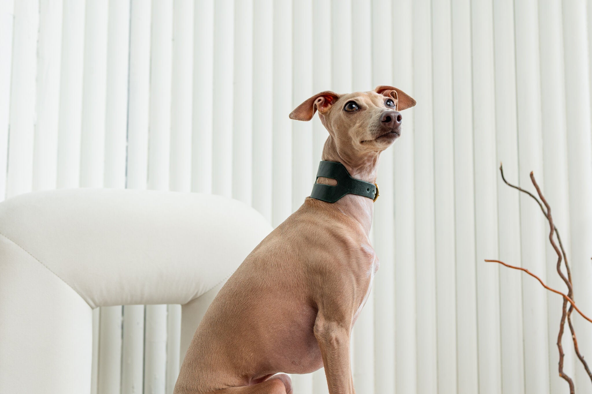 Halo Leather Collar & Aura Handsfree Leash in Forest Green