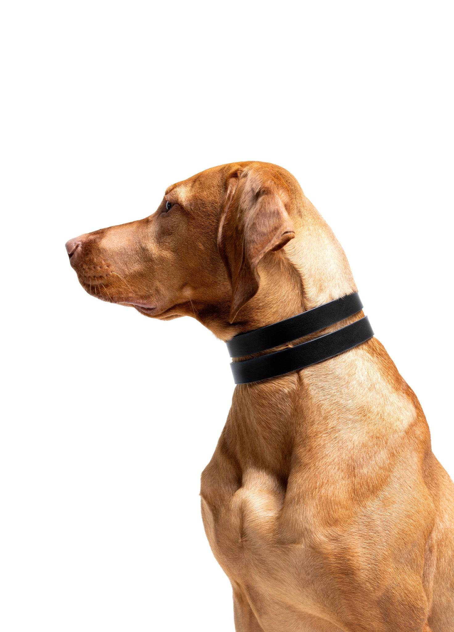 Halo Wide Dog Collar in Burgundy Red by The Dogs Company, featuring a comfortable wide design on a Viszla dog.