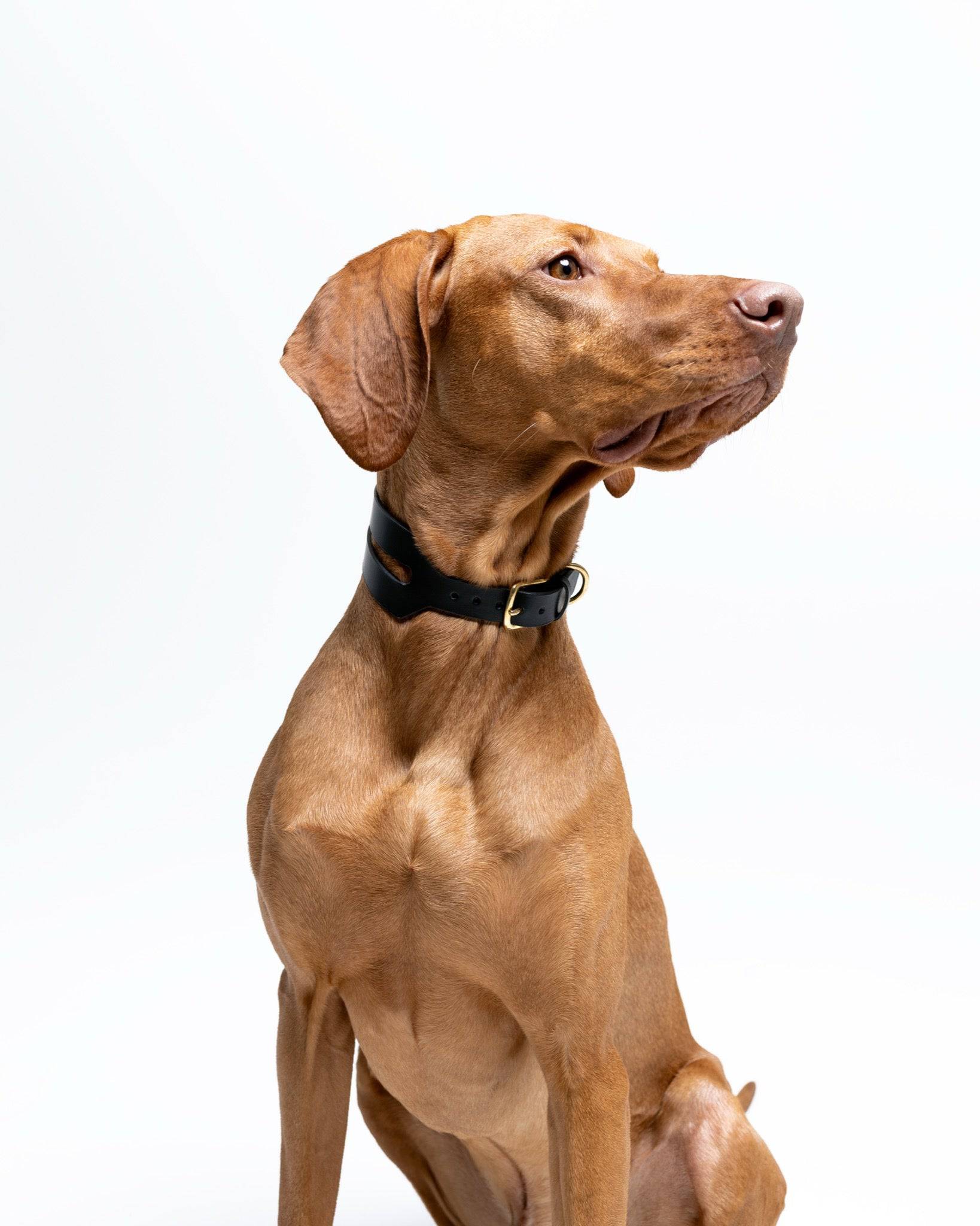 Halo wide dog collar in burgundy red by The Dogs Company, made of durable material, shown on a Viszla dog in the image.