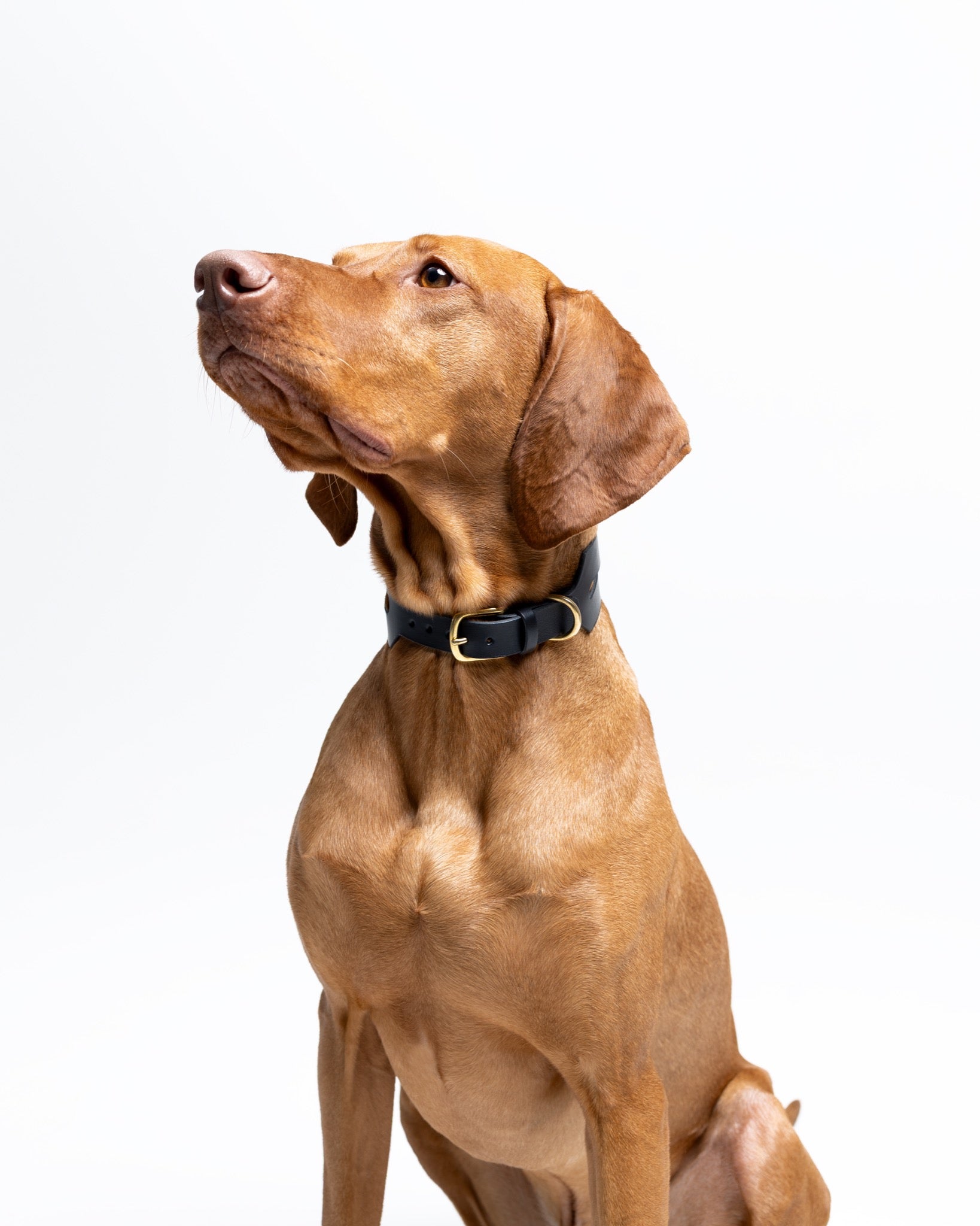 Wide black dog collar from The Dogs Company featuring a sleek halo design, perfect for Vizsla or similar breeds.