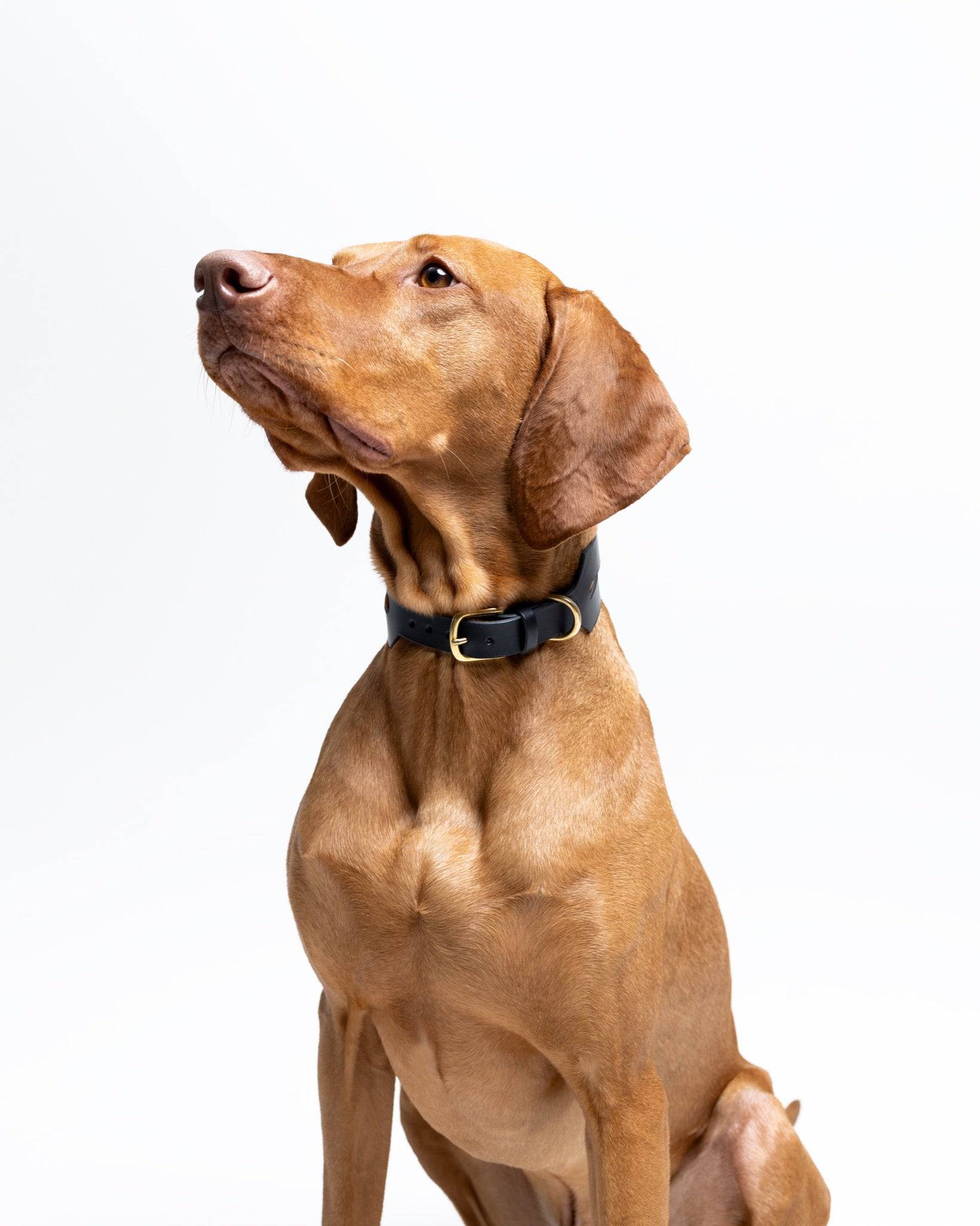 Wide black dog collar from The Dogs Company, Halo Noir design, shown on a Vizsla dog. Durable and stylish pet accessory.