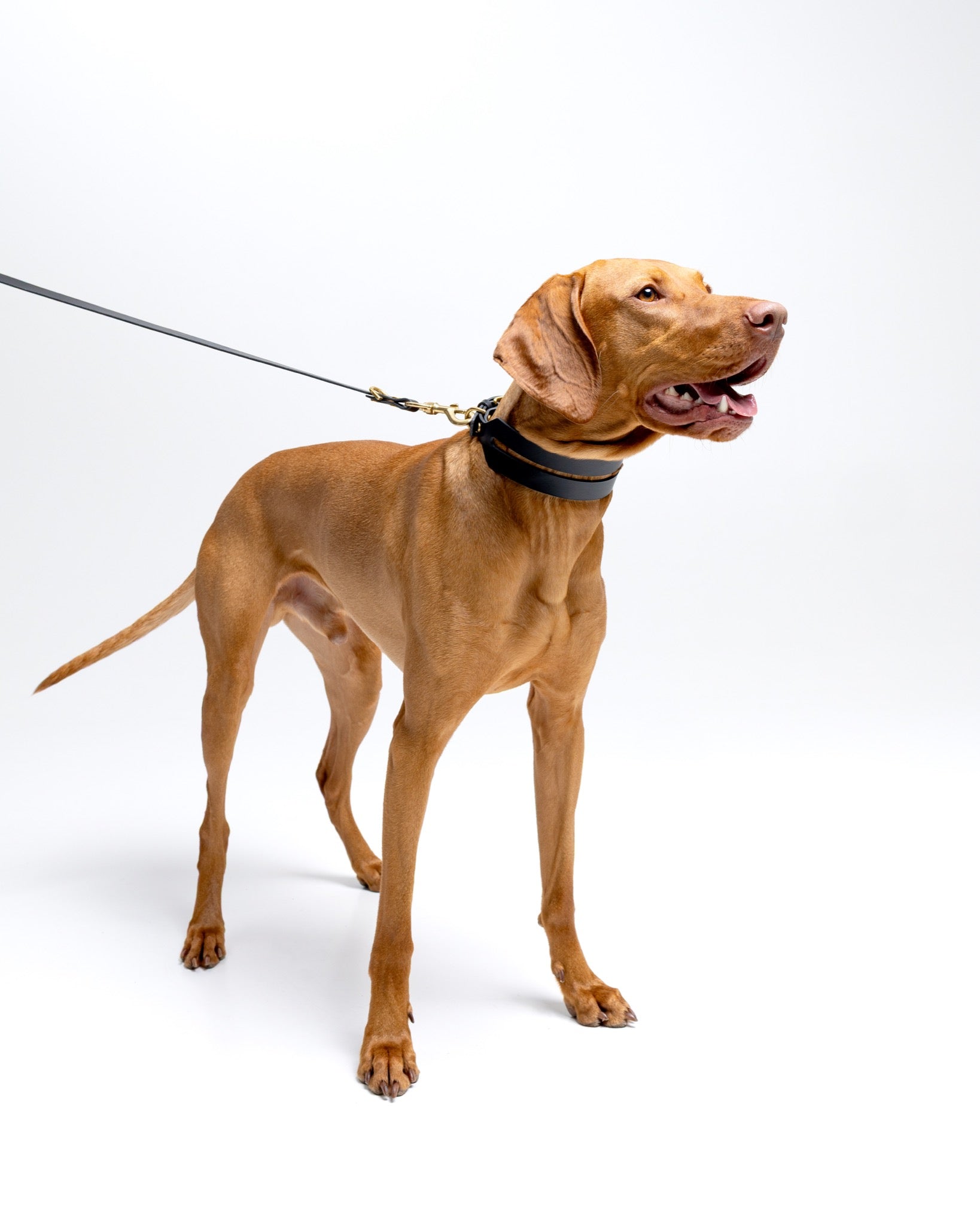 Leather leash in forest green from The Dogs Company featuring a hands-free design, shown with a Viszla dog.