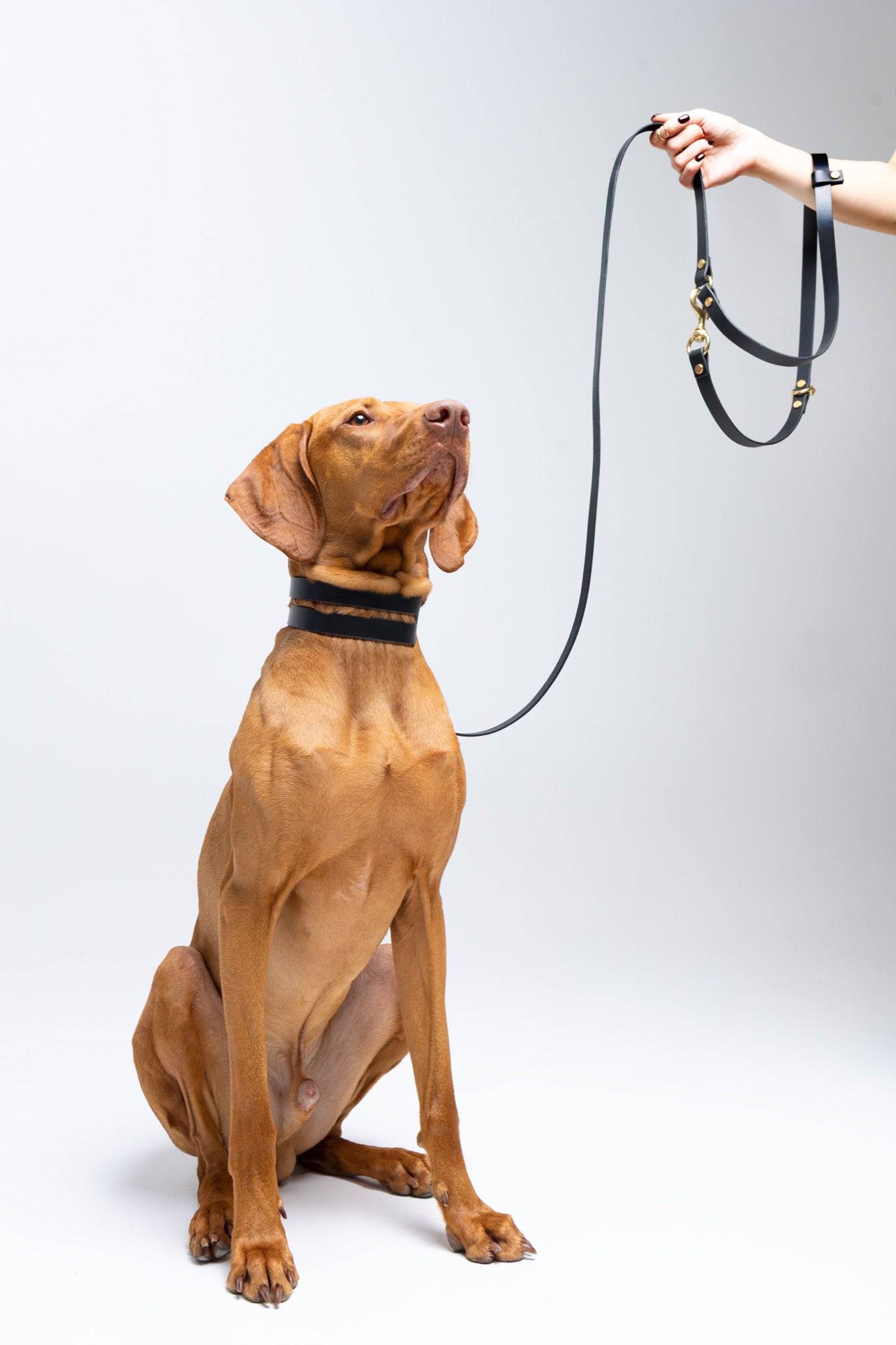 Halo leather collar and Aura handsfree leash bundle by The Dogs Company featuring a sleek black collar and leash for dogs.