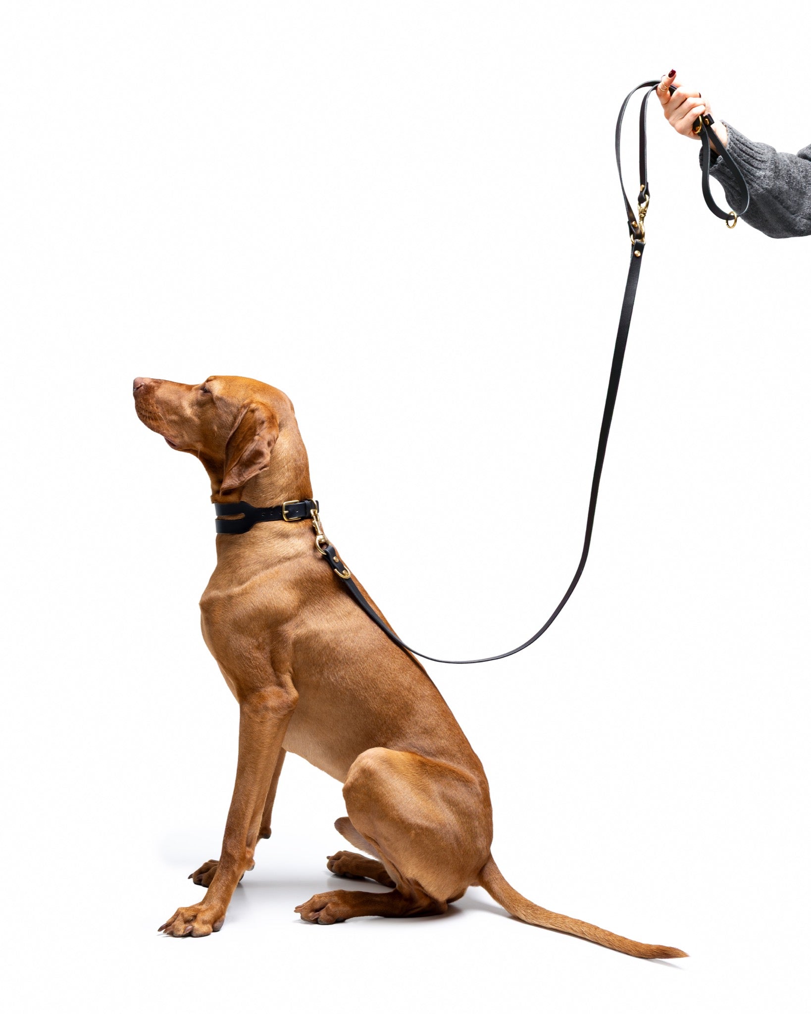 Aura hands-free leather leash in burgundy red by The Dogs Company, featuring a sleek design and durable leather construction.