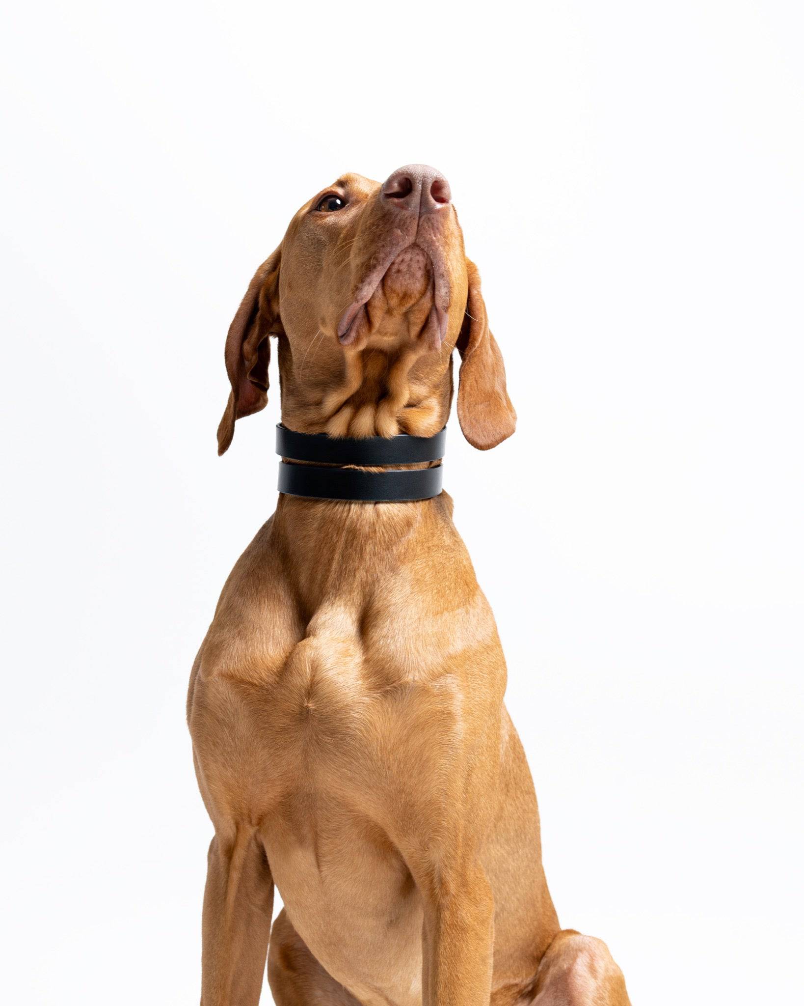 Wide dog collar in midnight navy from The Dogs Company, featuring the Halo Noir Viszla design with secure buckle and adjustable strap.