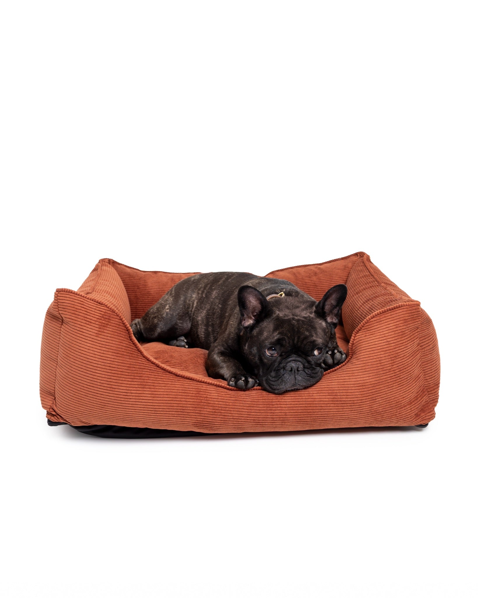 French Bulldog resting on The Dogs Company Ridge Lounge Bed, a soft and cozy pet bed for comfort and relaxation.