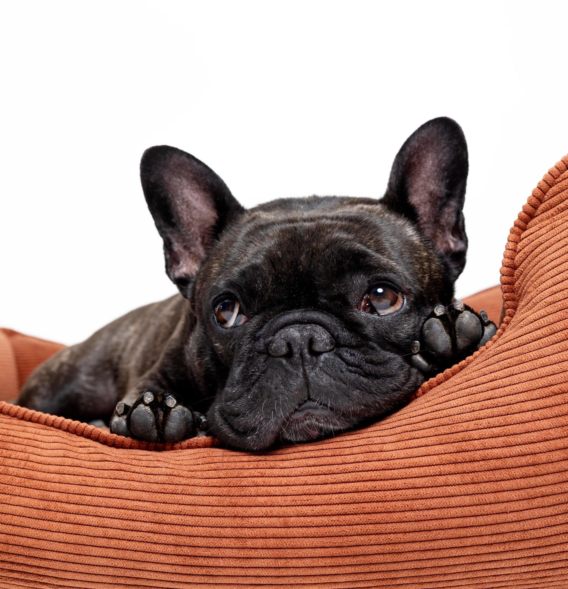 Soft Ridge Lounge Pet Bed by The Dogs Company, featuring a cozy, cushioned design ideal for small dogs like French Bulldogs.