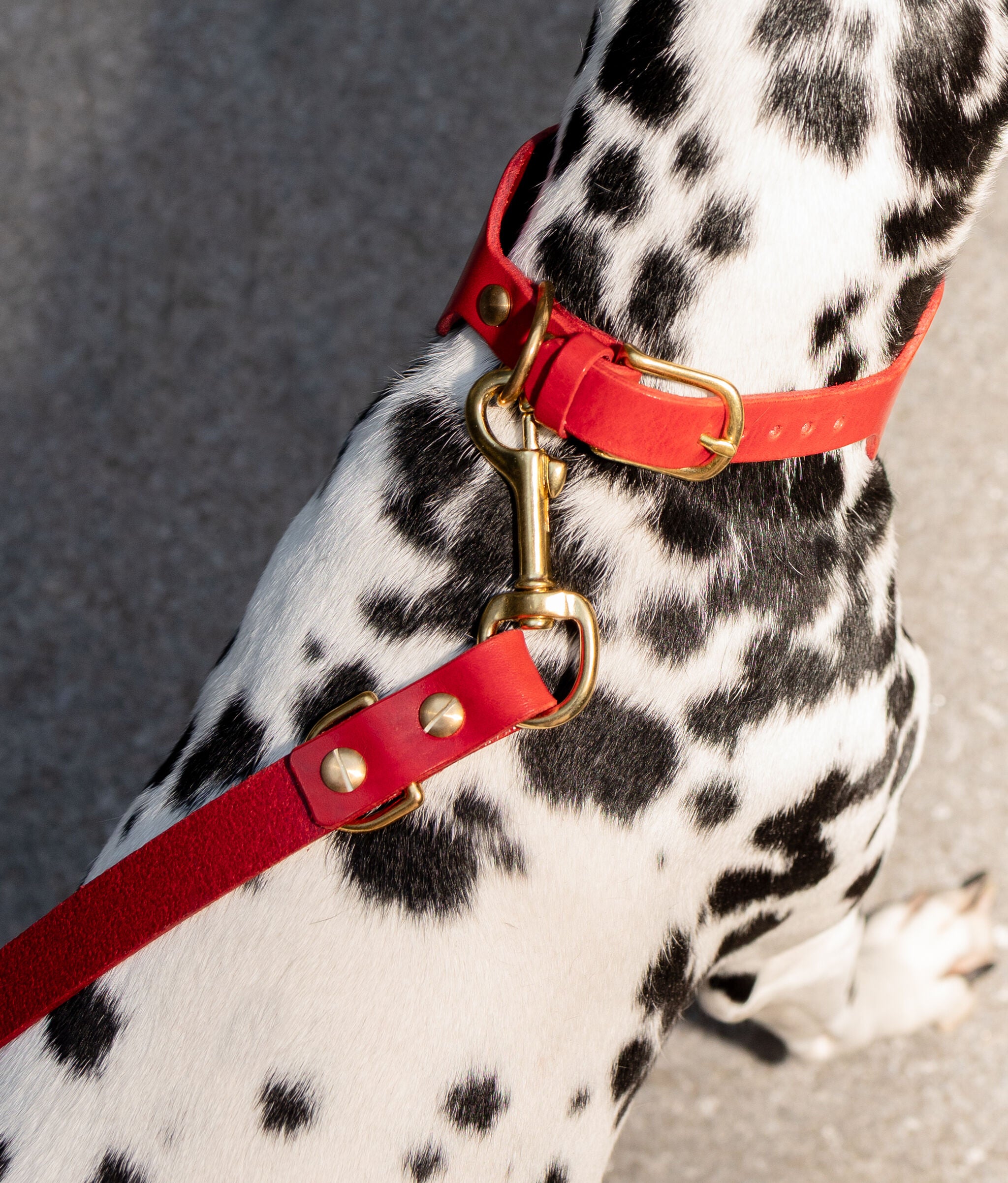 Grace Leather Collar & Aura Handsfree Leash in Burgundy Red
