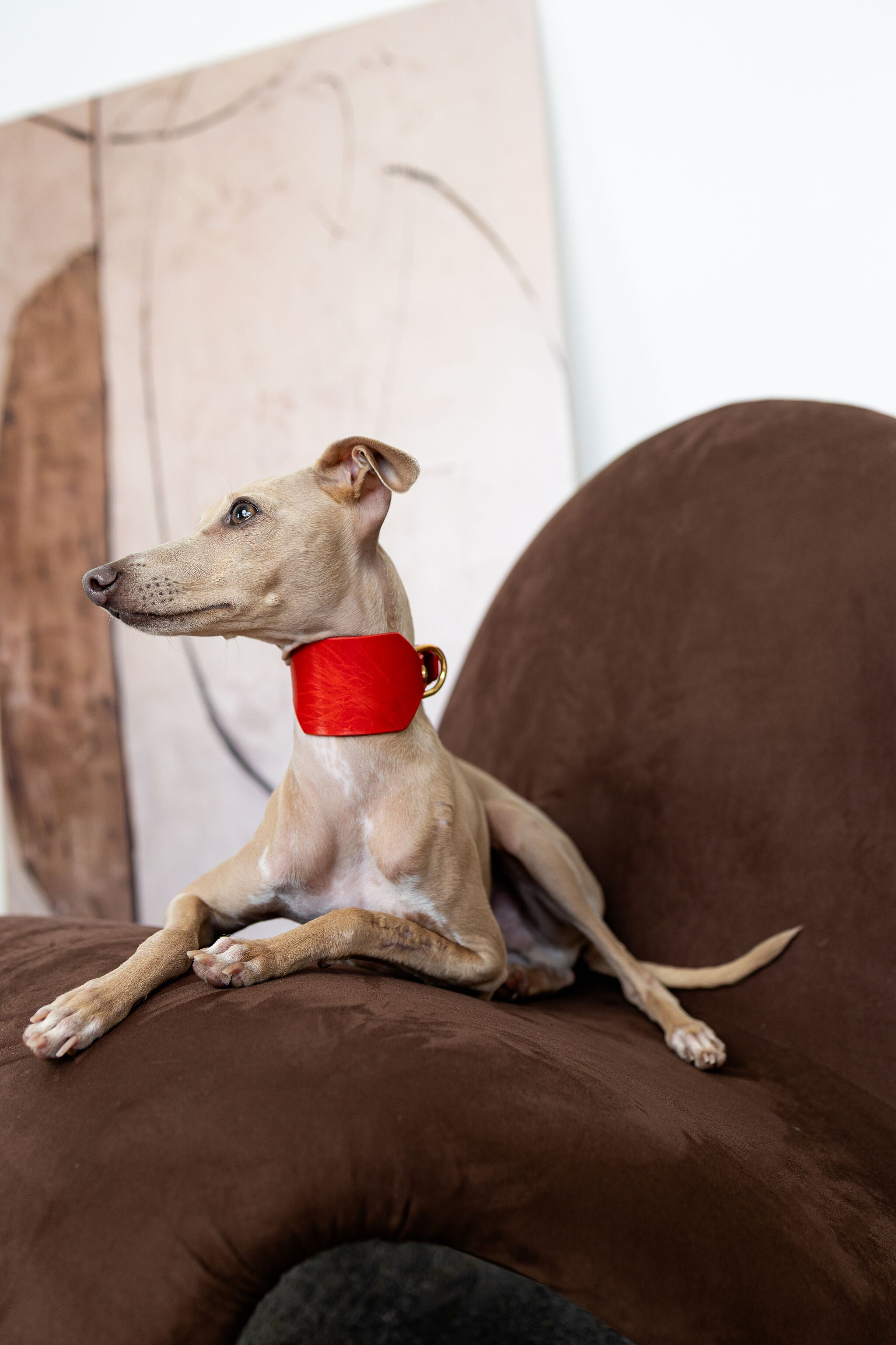Atlas Wide Dog Collar in Burgundy Red