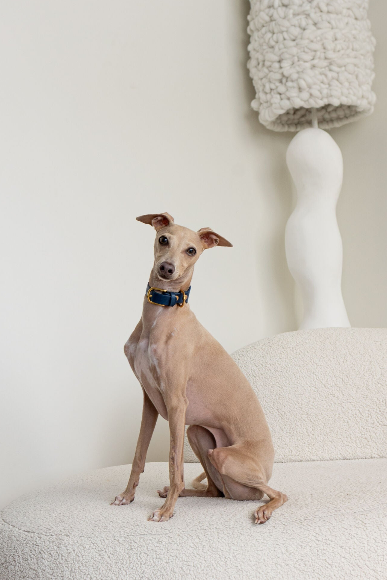 A light tan Italian Greyhound dog wearing a blue and gold collar, sitting on a textured cream boucle sofa in a minimalist room with a white lamp in the background.