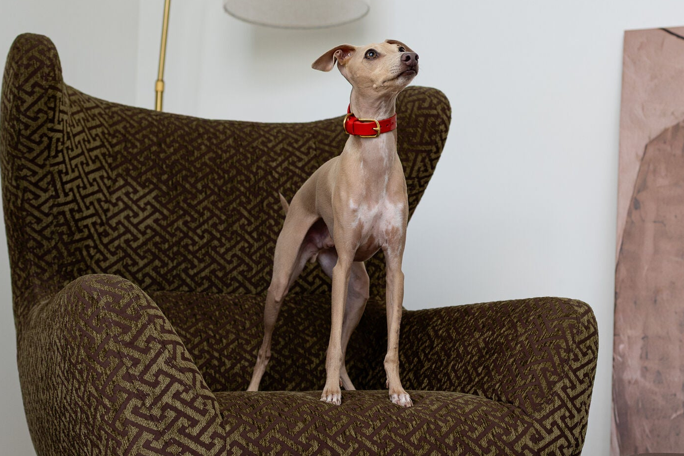 Grace Classic Leather Collar in Burgundy Red
