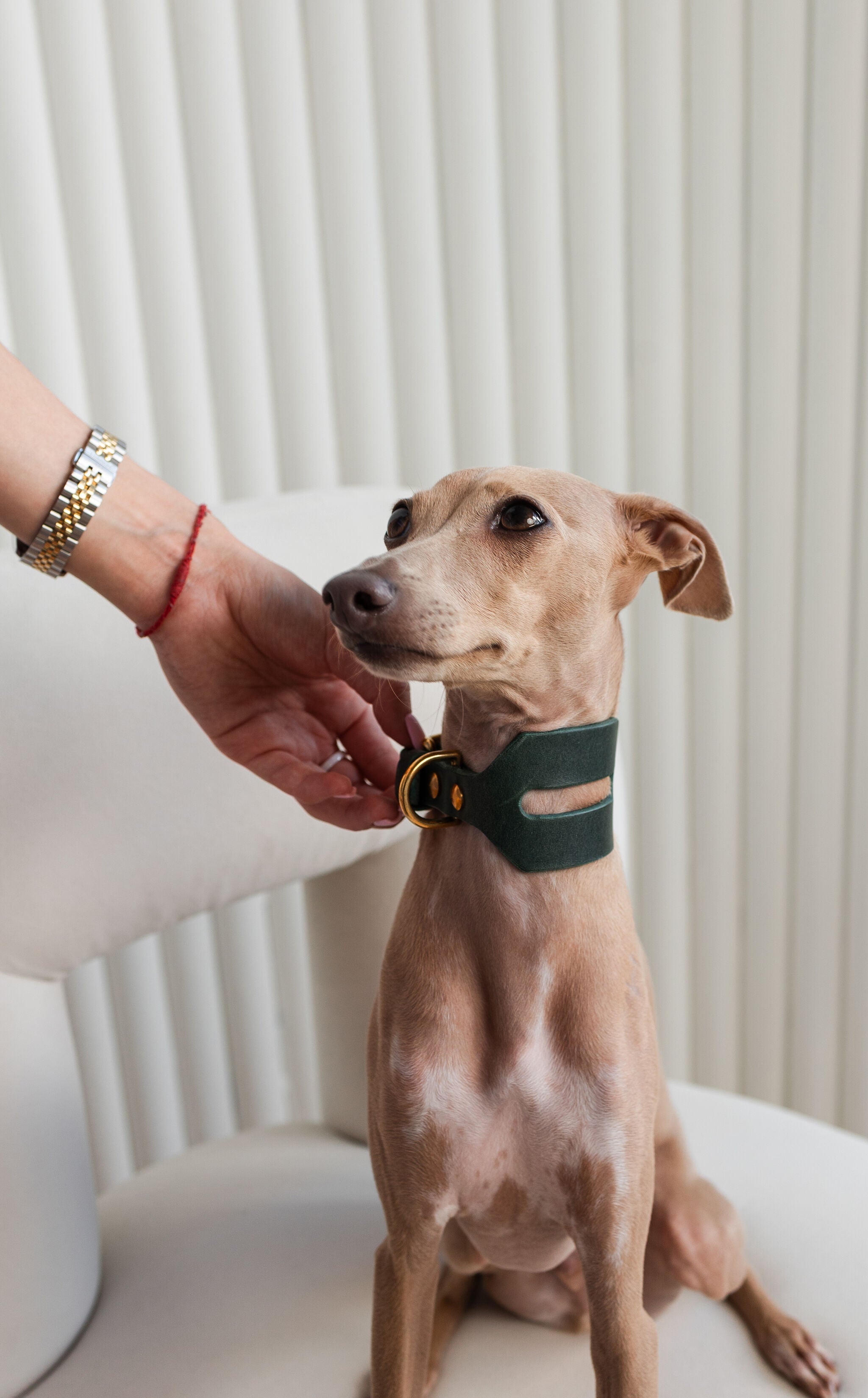 Halo Wide Dog Collar in Forest Green
