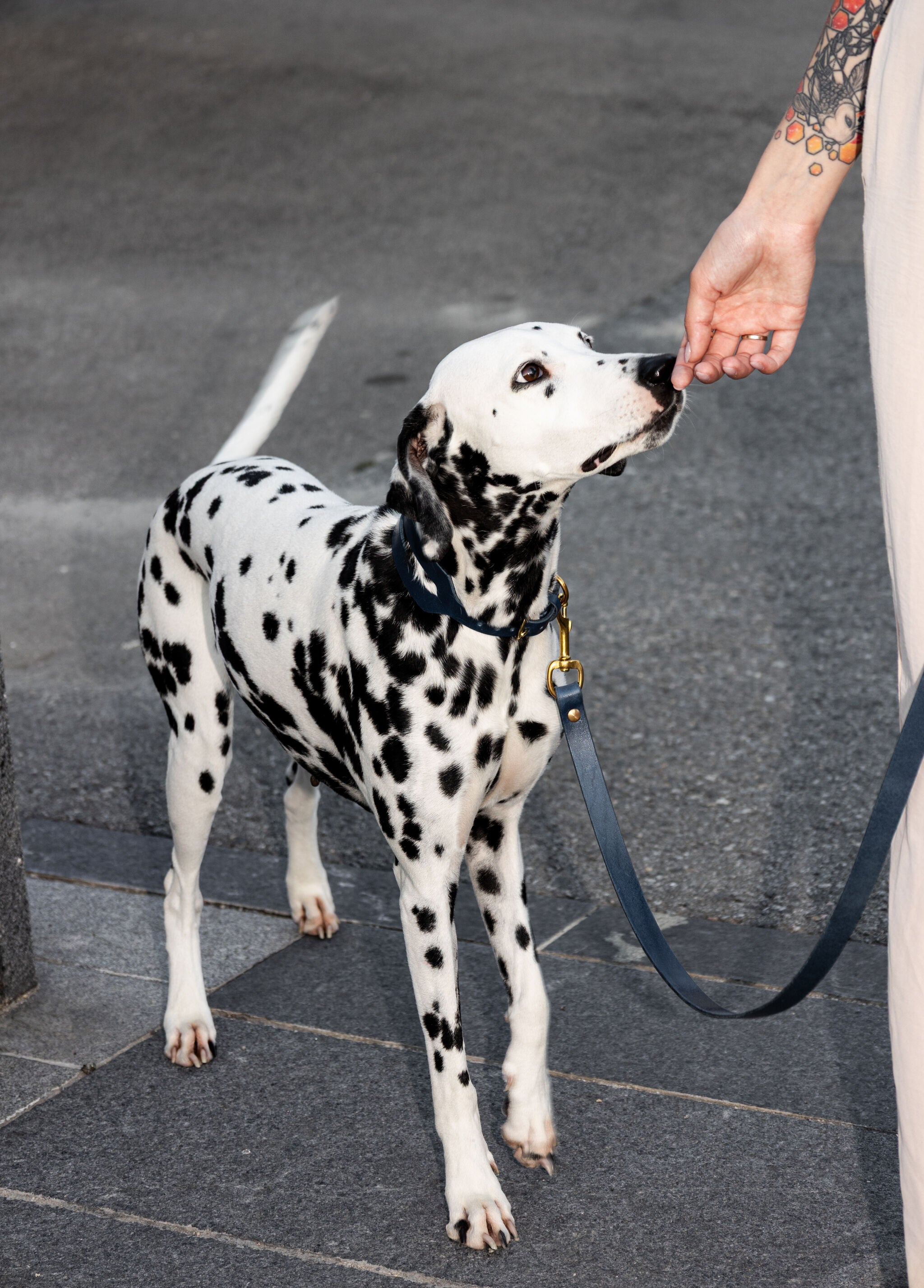 Aura Hands-Free Leather Leash in Midnight Navy