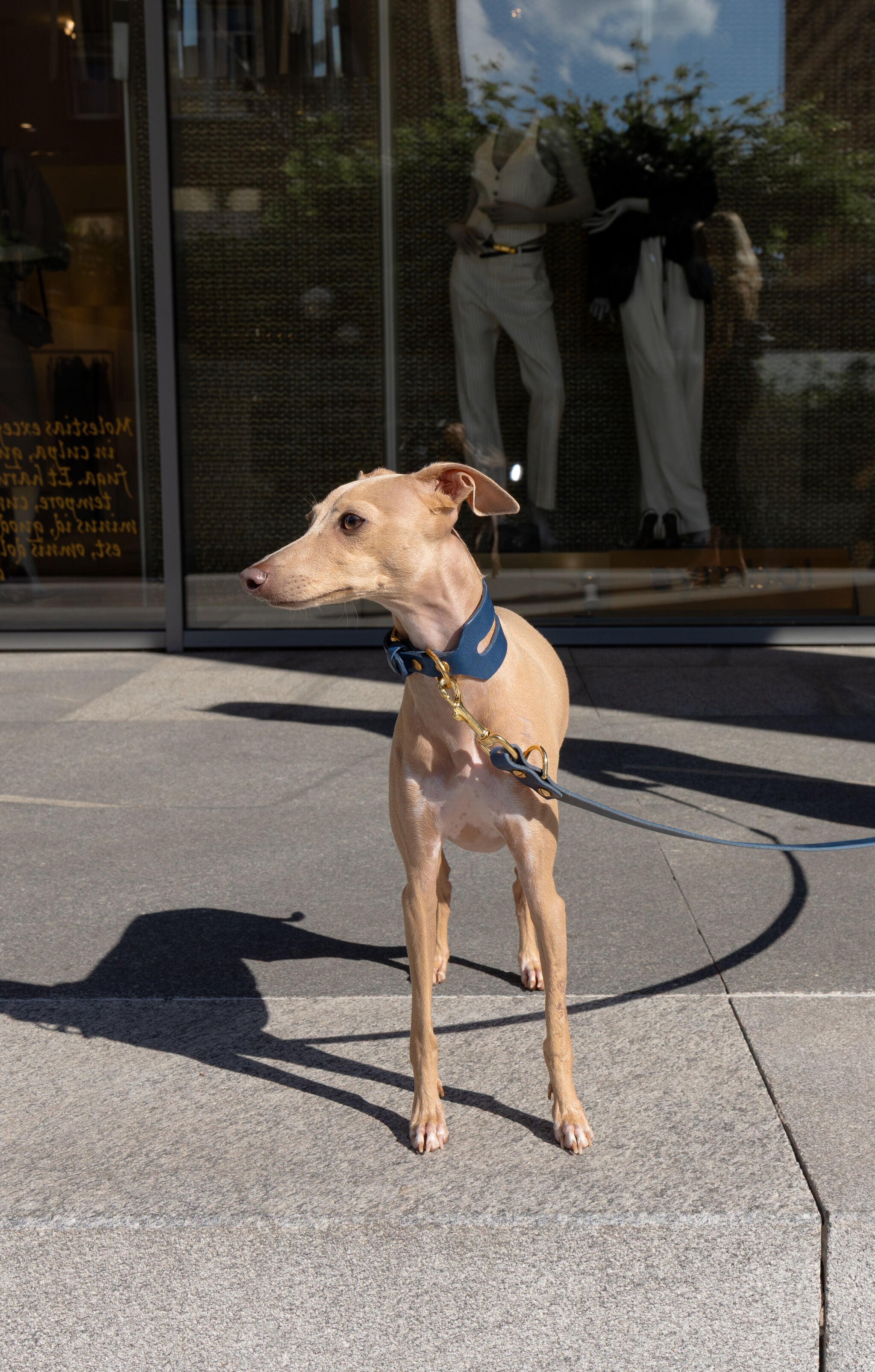 Halo Leather Collar & Aura Handsfree Leash in Midnight Navy