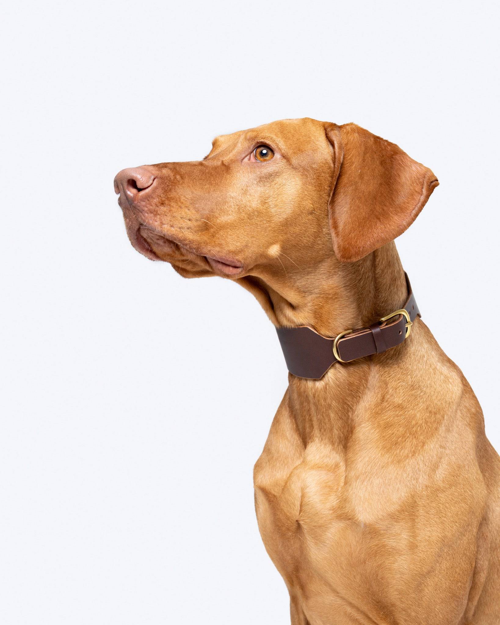 Atlas Wide Dog Collar in Noir – The Dogs Company