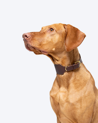 Forest green Atlas wide dog collar by The Dogs Company on a Viszla, featuring durable material and adjustable design.
