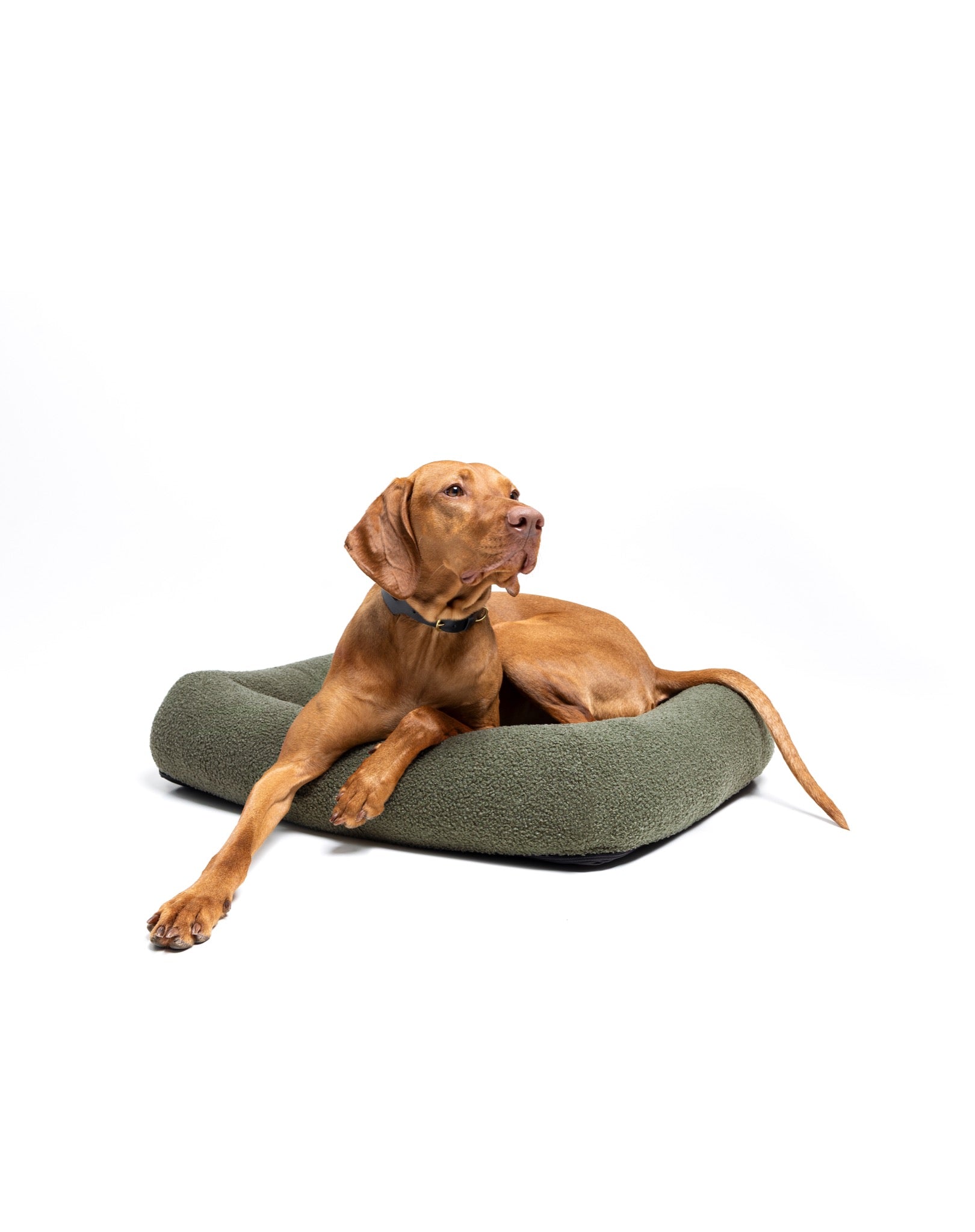 Viszla dog lying on a boucle infinity pet bed by The Dogs Company, cozy and plush for comfortable pet lounging.