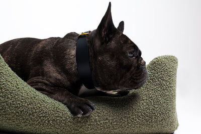 Soft bouclé lounge pet bed by The Dogs Company, featuring plush fabric and cozy design for small dogs like French Bulldogs.