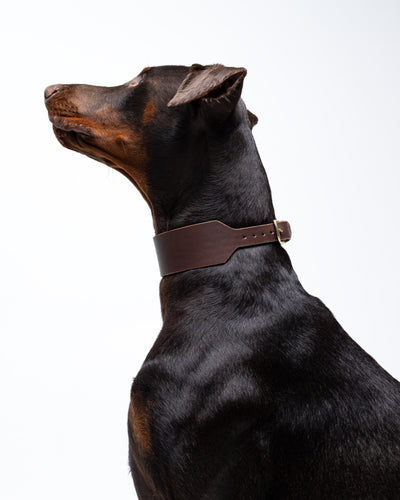 Atlas Wide Dog Collar in noir from The Dogs Company on a Doberman, shown from the side with a coffee brown background.