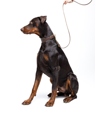 Doberman sitting with Aura Hands-Free Leather Leash in Midnight Navy from The Dogs Company visible in the image.