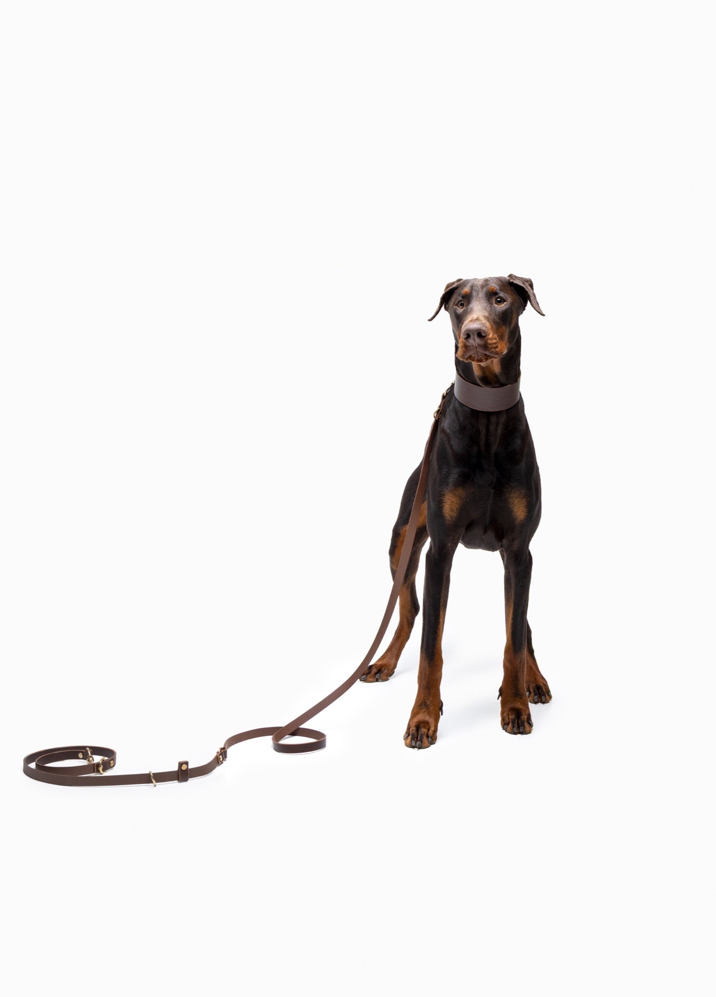 Leather hands-free leash in midnight navy from The Dogs Company, shown with a Doberman dog and signature coffee brown accessories.