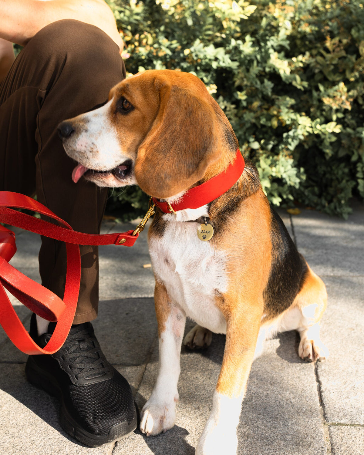 Grace Classic Leather Collar in Burgundy Red