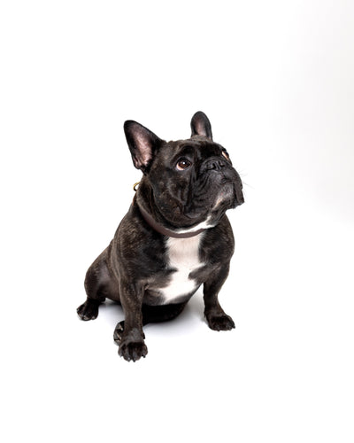 Grace Classic leather dog collar in forest green with brown accents, suitable for French Bulldogs by The Dogs Company.