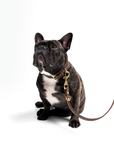 Grace Classic Leather Collar in Midnight Navy for dogs, featuring high-quality leather and stylish design from The Dogs Company.