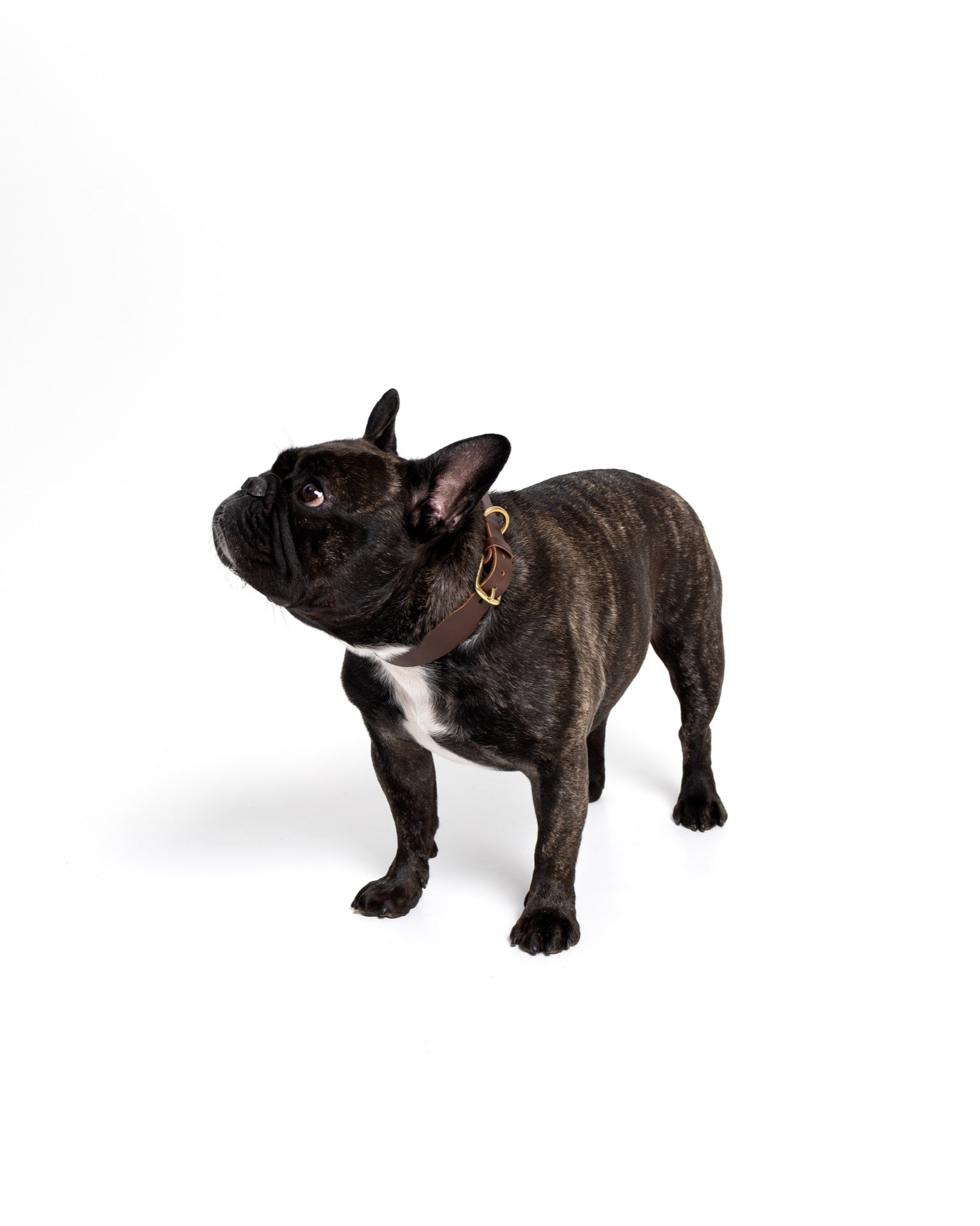 Grace Classic Leather Collar in Midnight Navy for dogs, featuring stylish leather design by The Dogs Company.