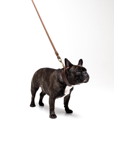 Grace Classic Leather Collar in Midnight Navy for French Bulldogs by The Dogs Company, shown in a stylish midnight navy color.