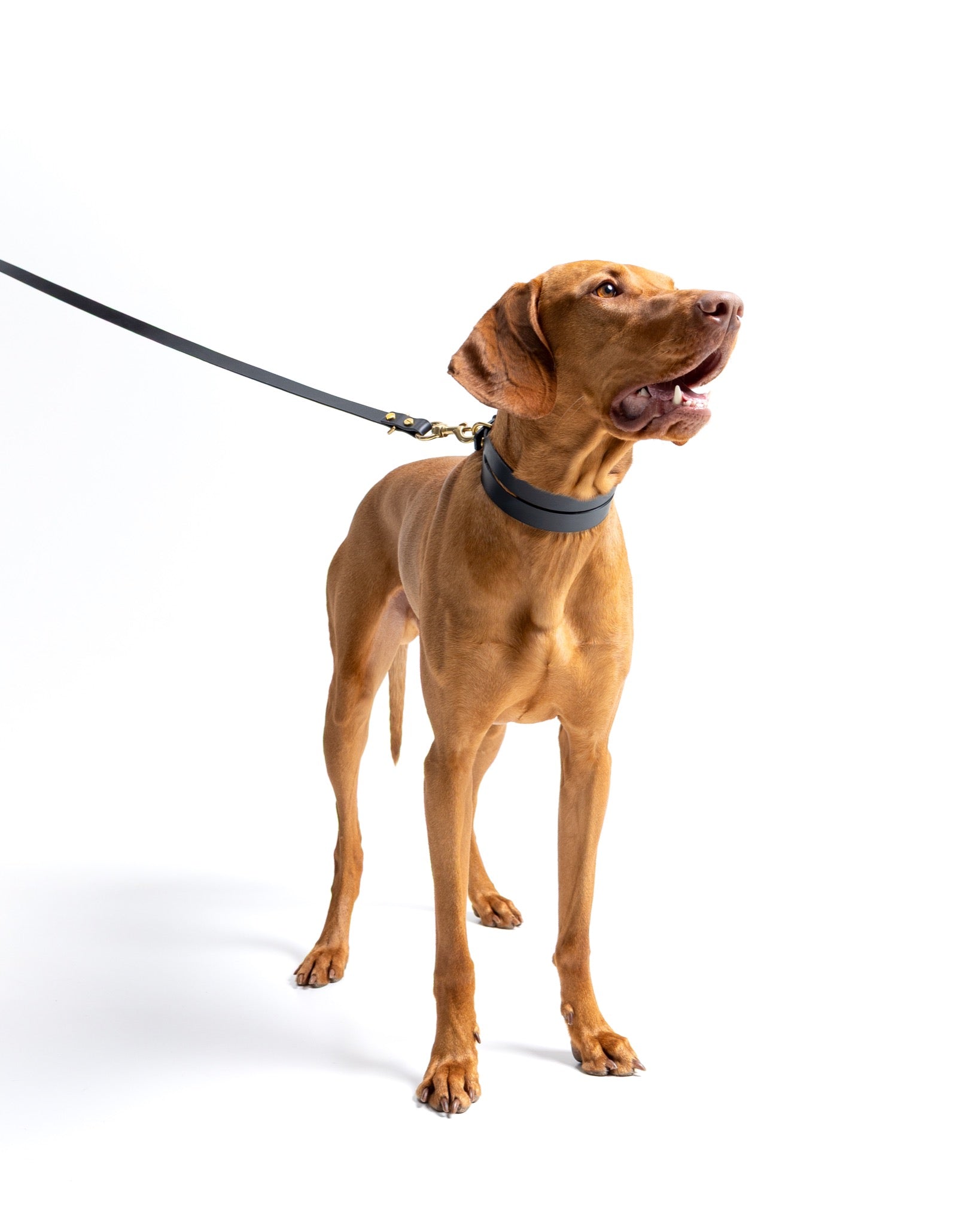 Aura hands-free leather leash in burgundy red by The Dogs Company, shown in use with a Viszla dog.